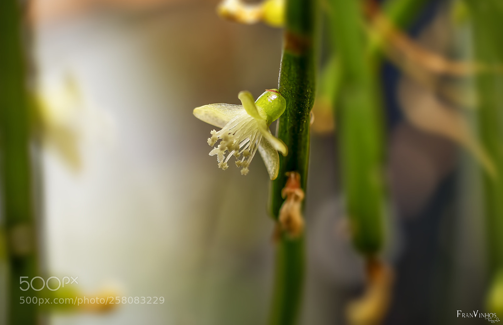 Canon EOS 70D sample photo. Untitled photography