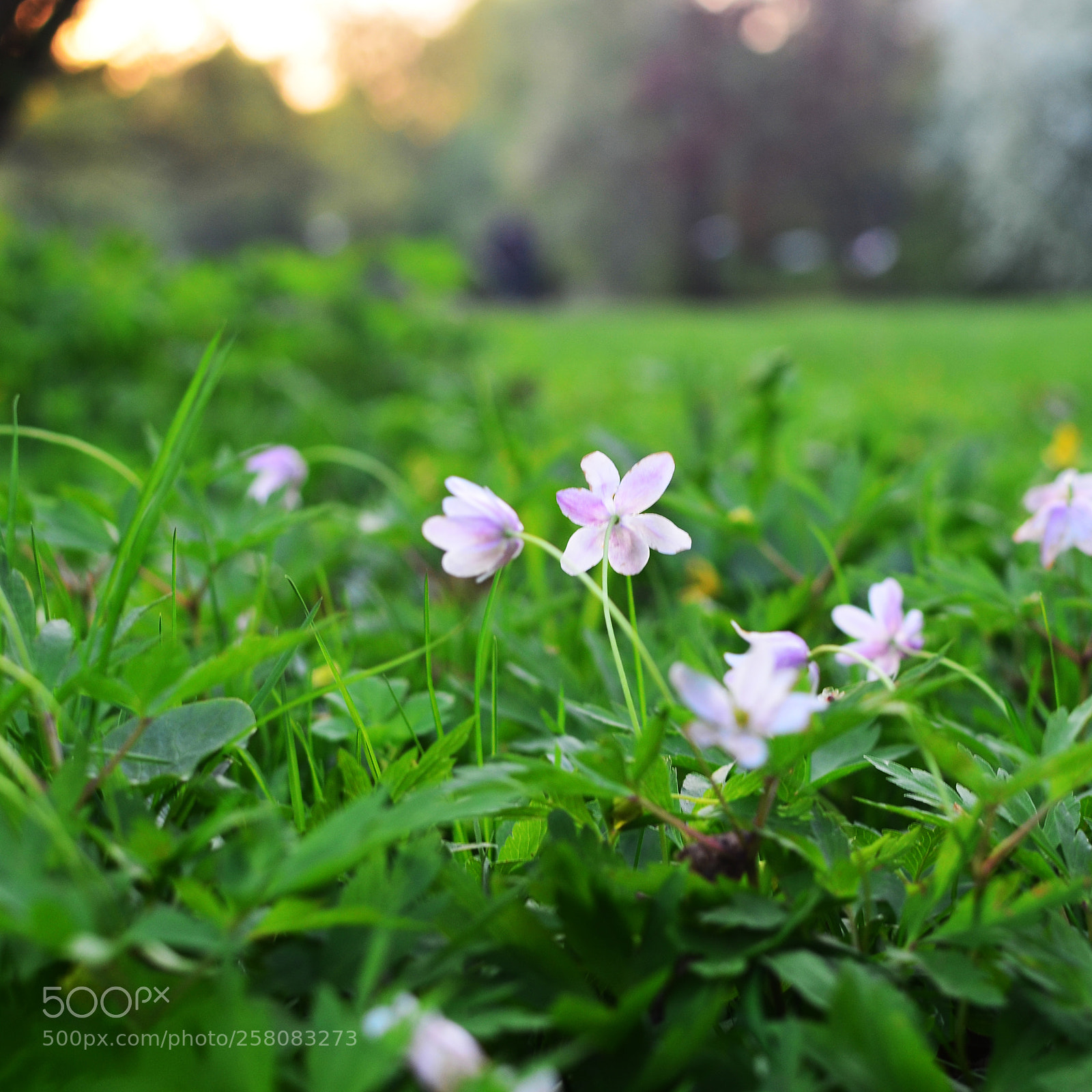 Nikon D5100 sample photo. 4 photography