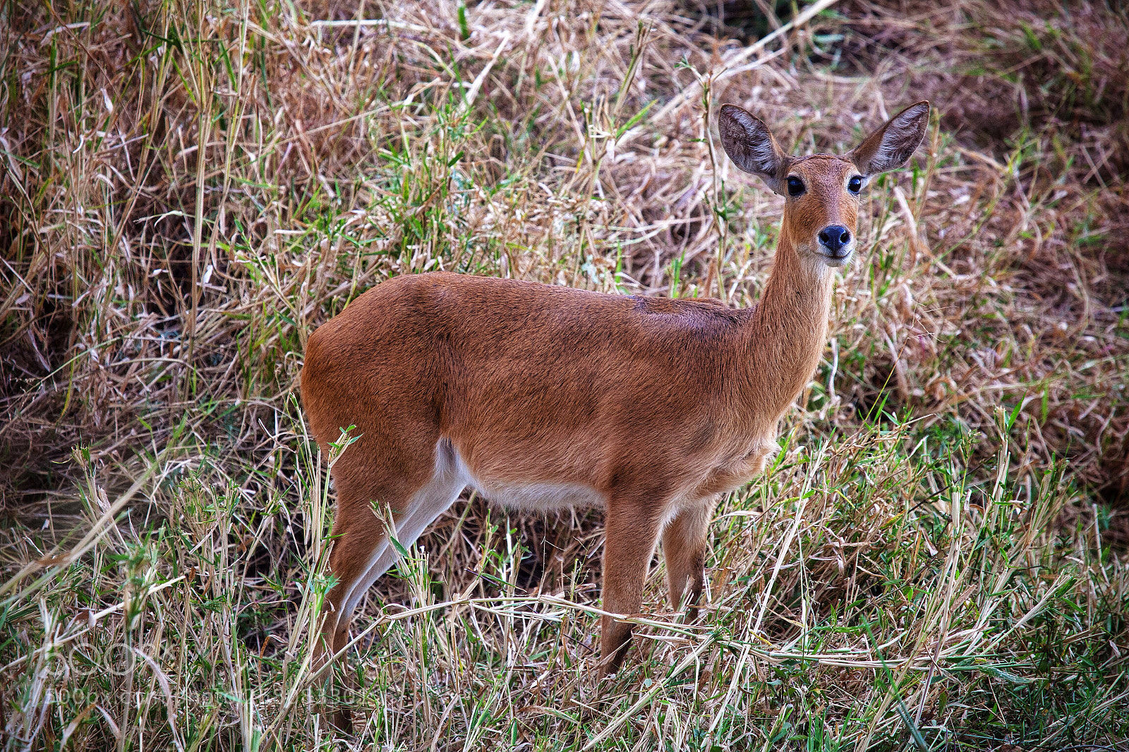 Canon EOS 5D Mark II sample photo. Bohor reedbuck redunca redunca photography