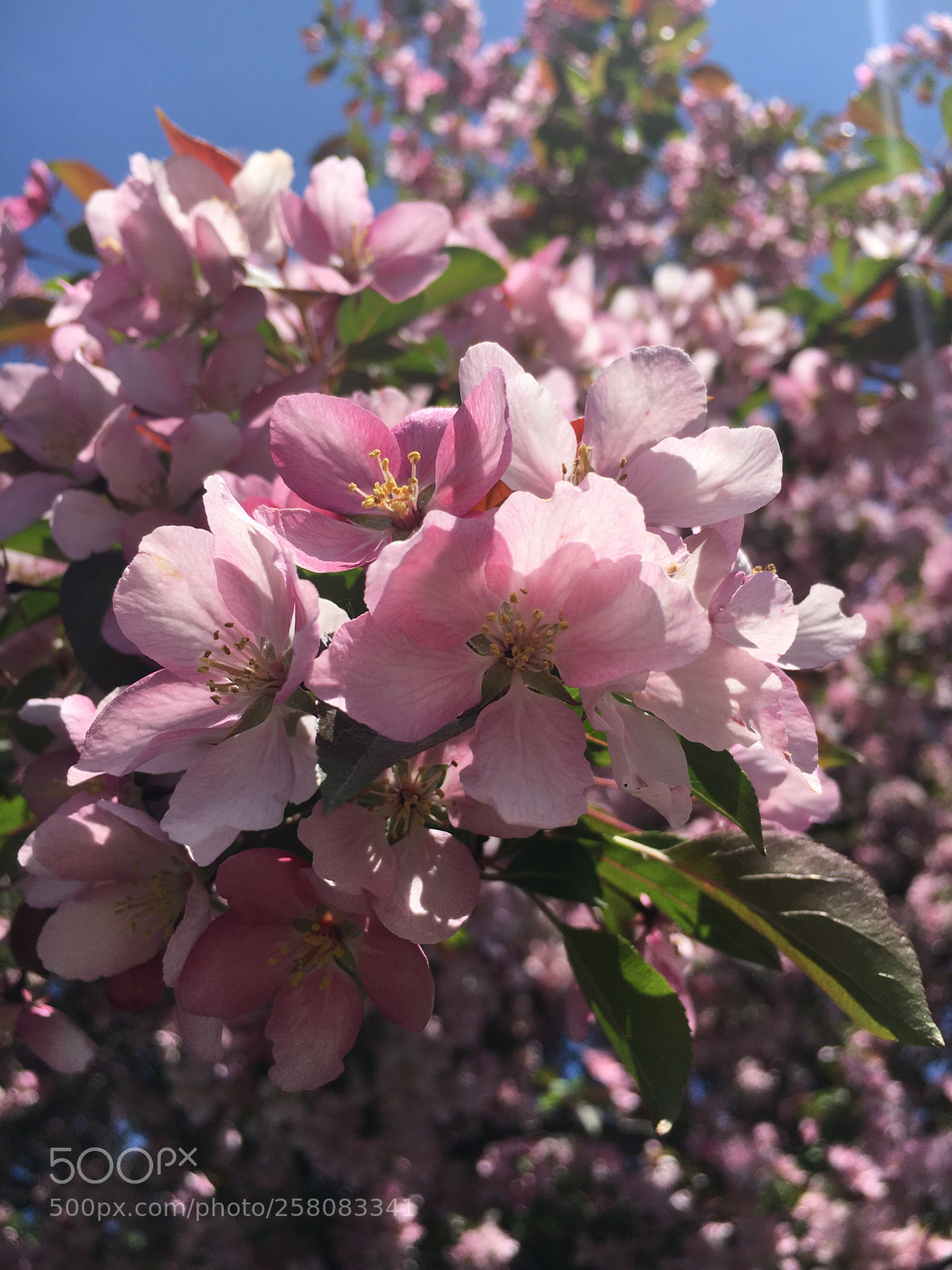 Apple iPhone 6s sample photo. Spring! photography