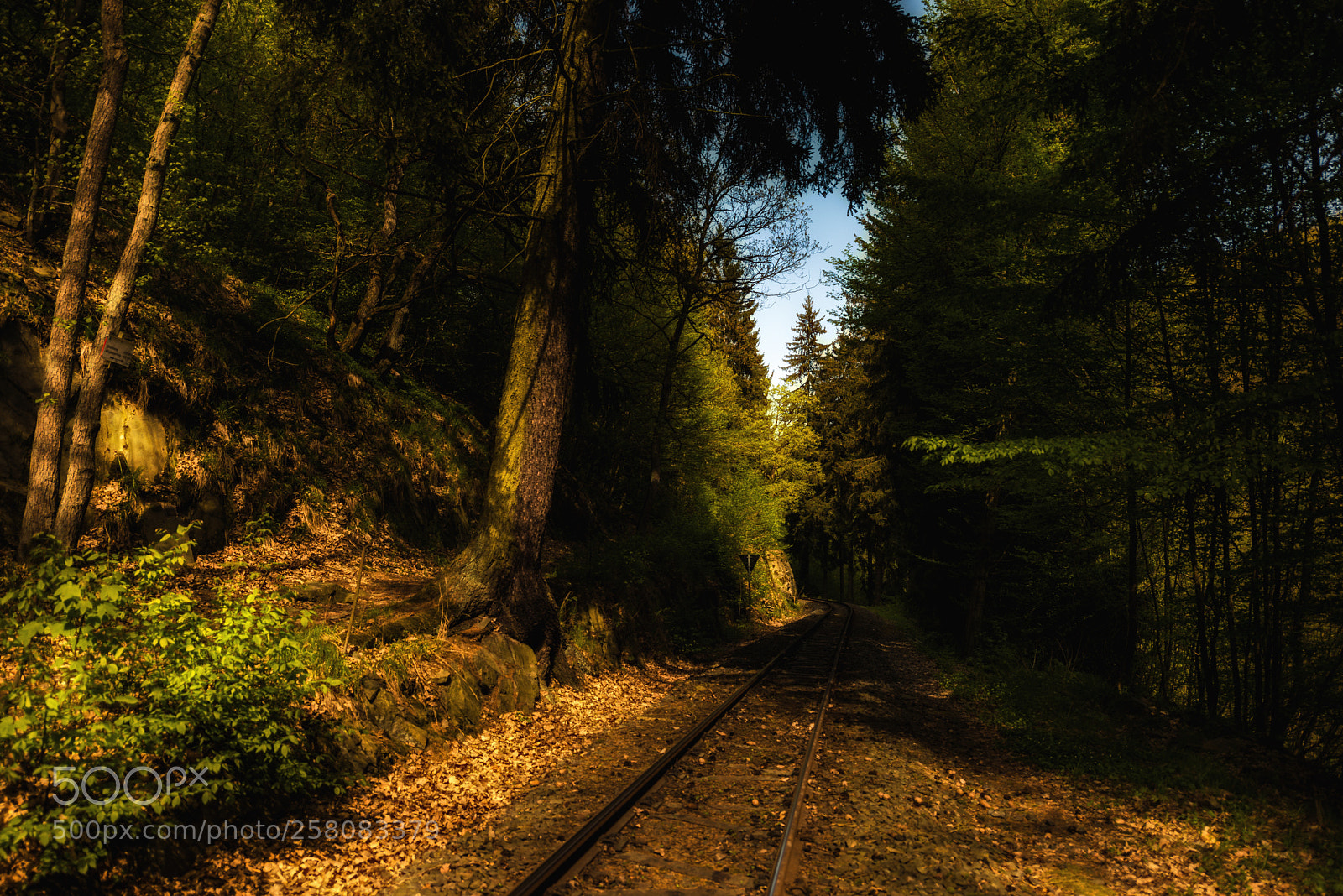 Nikon D610 sample photo. Harz railway photography