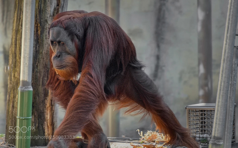Nikon D7000 sample photo. 180501-011 orangutan melbourne zoo photography