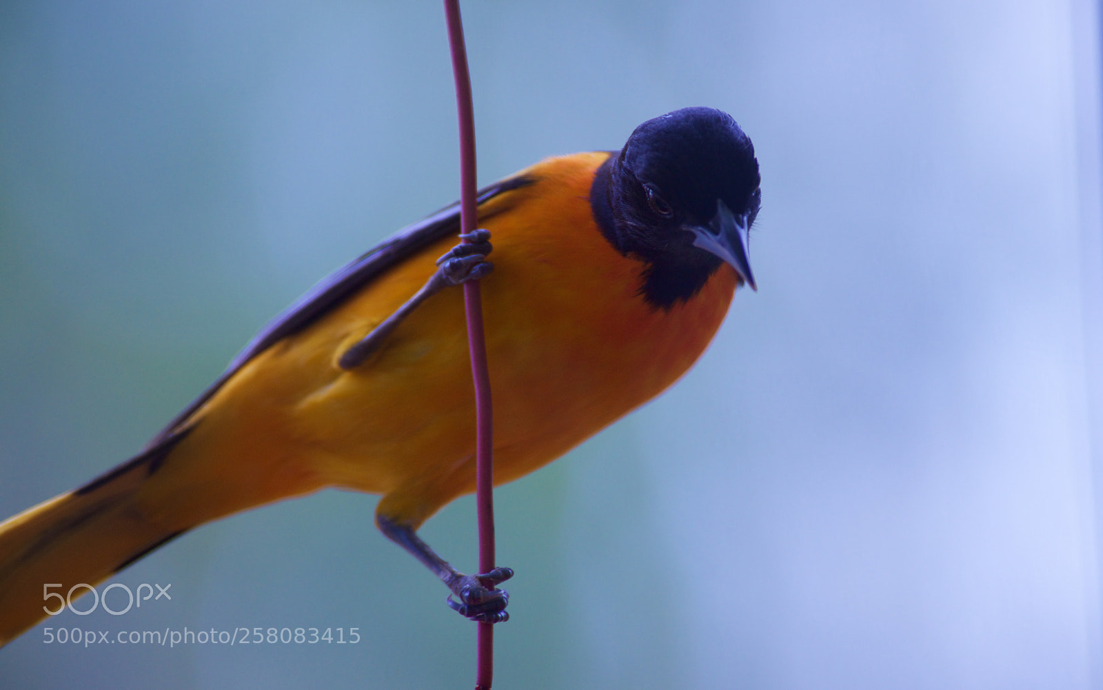 Nikon D810 sample photo. Oriole photography