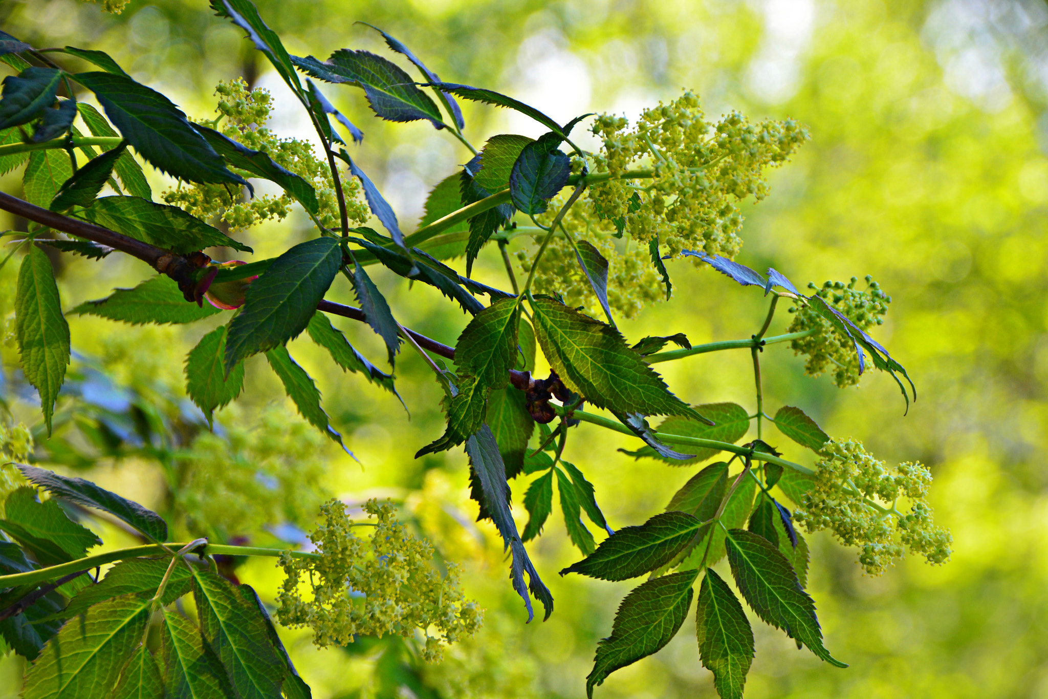 Sigma 18-250mm F3.5-6.3 DC Macro OS HSM sample photo. Lier photography