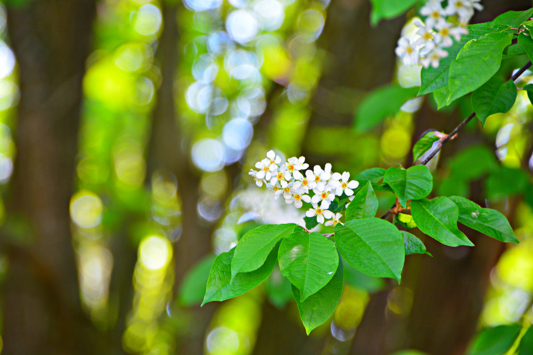 Sigma 18-250mm F3.5-6.3 DC Macro OS HSM sample photo. Lier photography