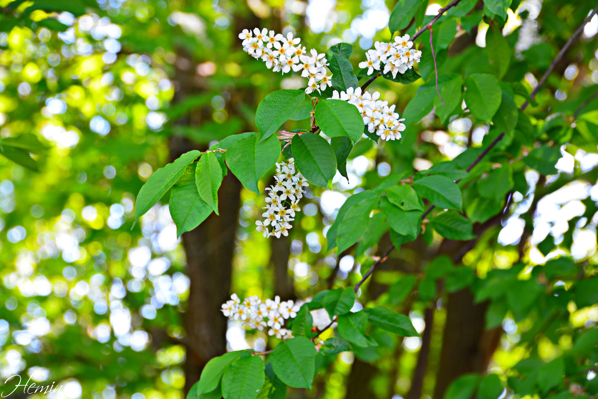Sigma 18-250mm F3.5-6.3 DC Macro OS HSM sample photo. Lier photography