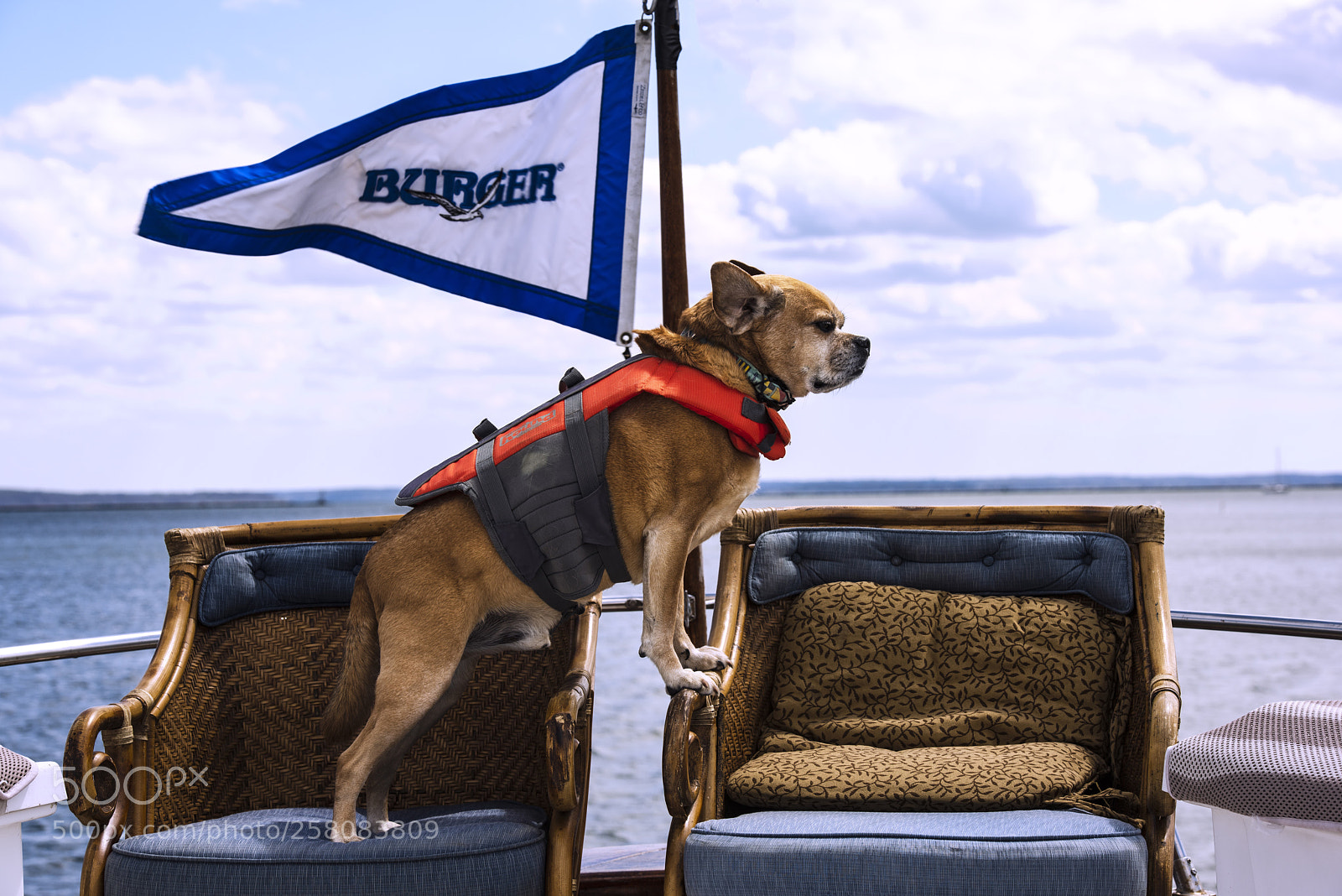 Nikon D810 sample photo. Captain max in charge photography