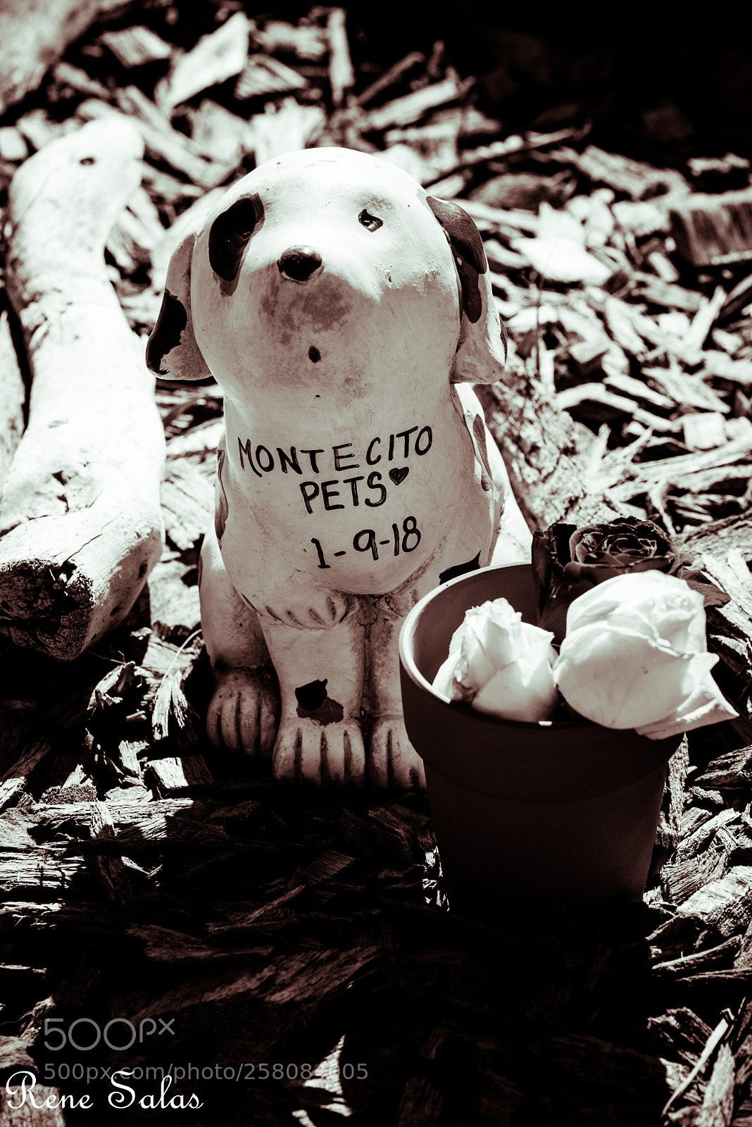 Nikon D810 sample photo. Woof photography