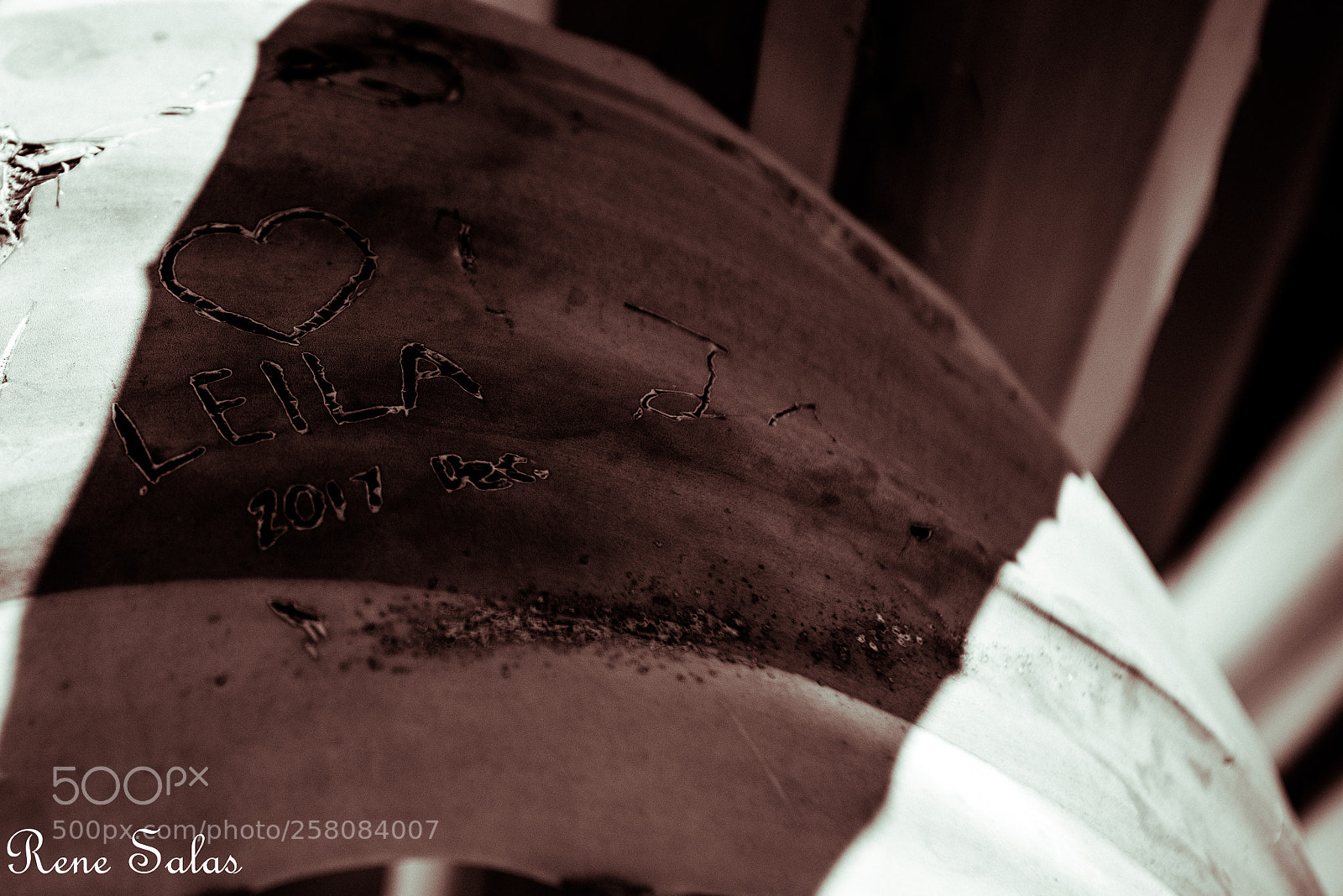 Nikon D810 sample photo. Cacti photography