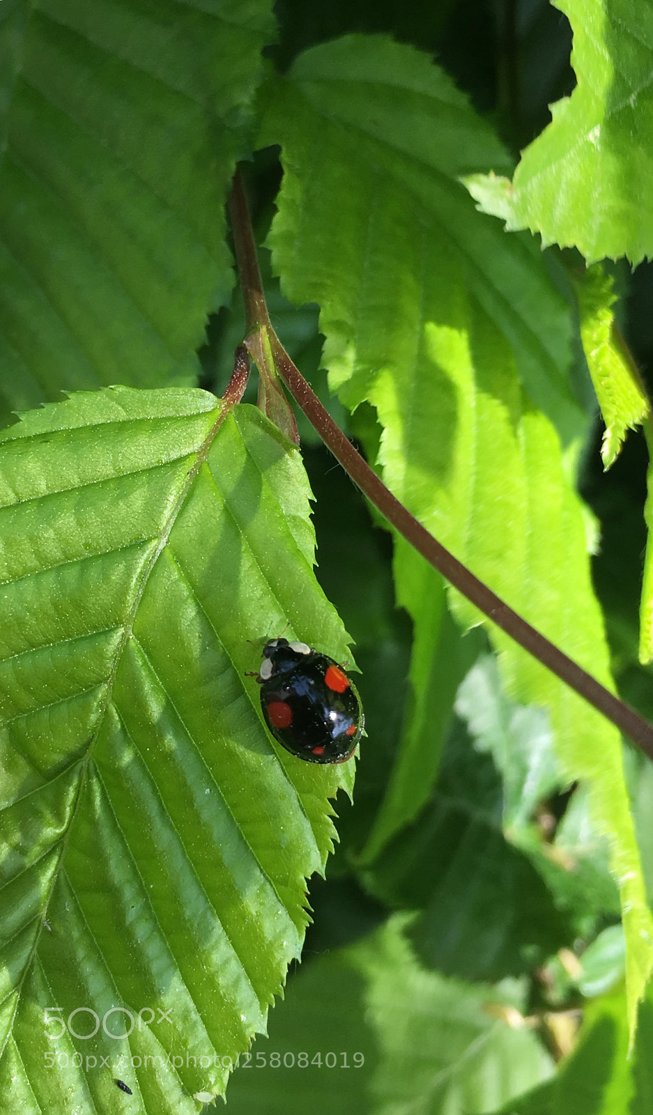 Apple iPhone 6s sample photo. Harlekin photography