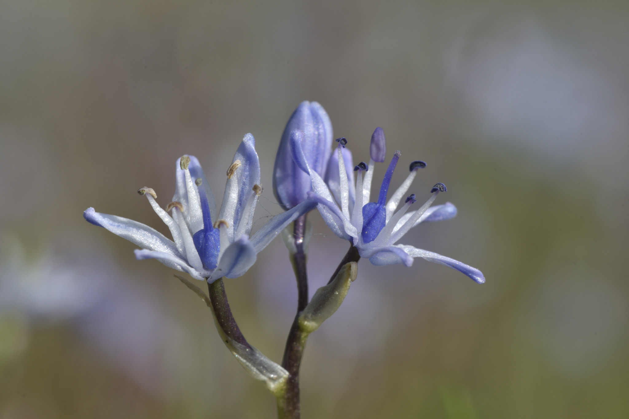 Nikon AF-S Micro-Nikkor 105mm F2.8G IF-ED VR sample photo. Little blue and white flowers photography
