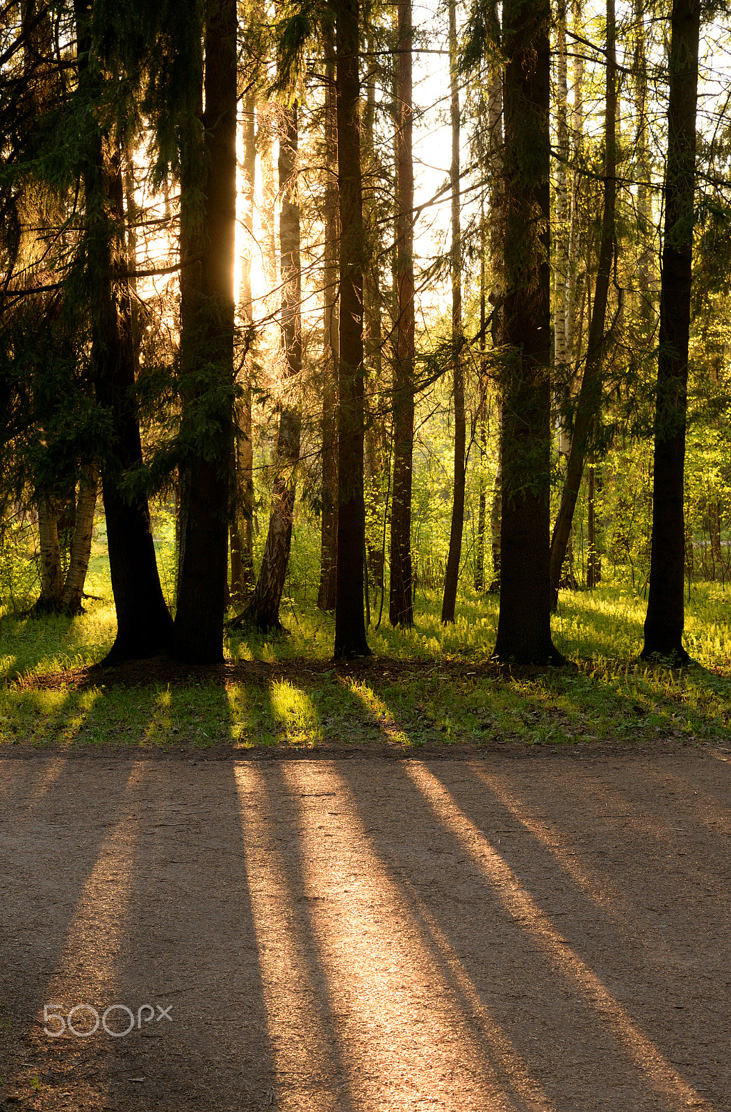 Nikon D610 sample photo. Silhouette of trees at sunset. photography