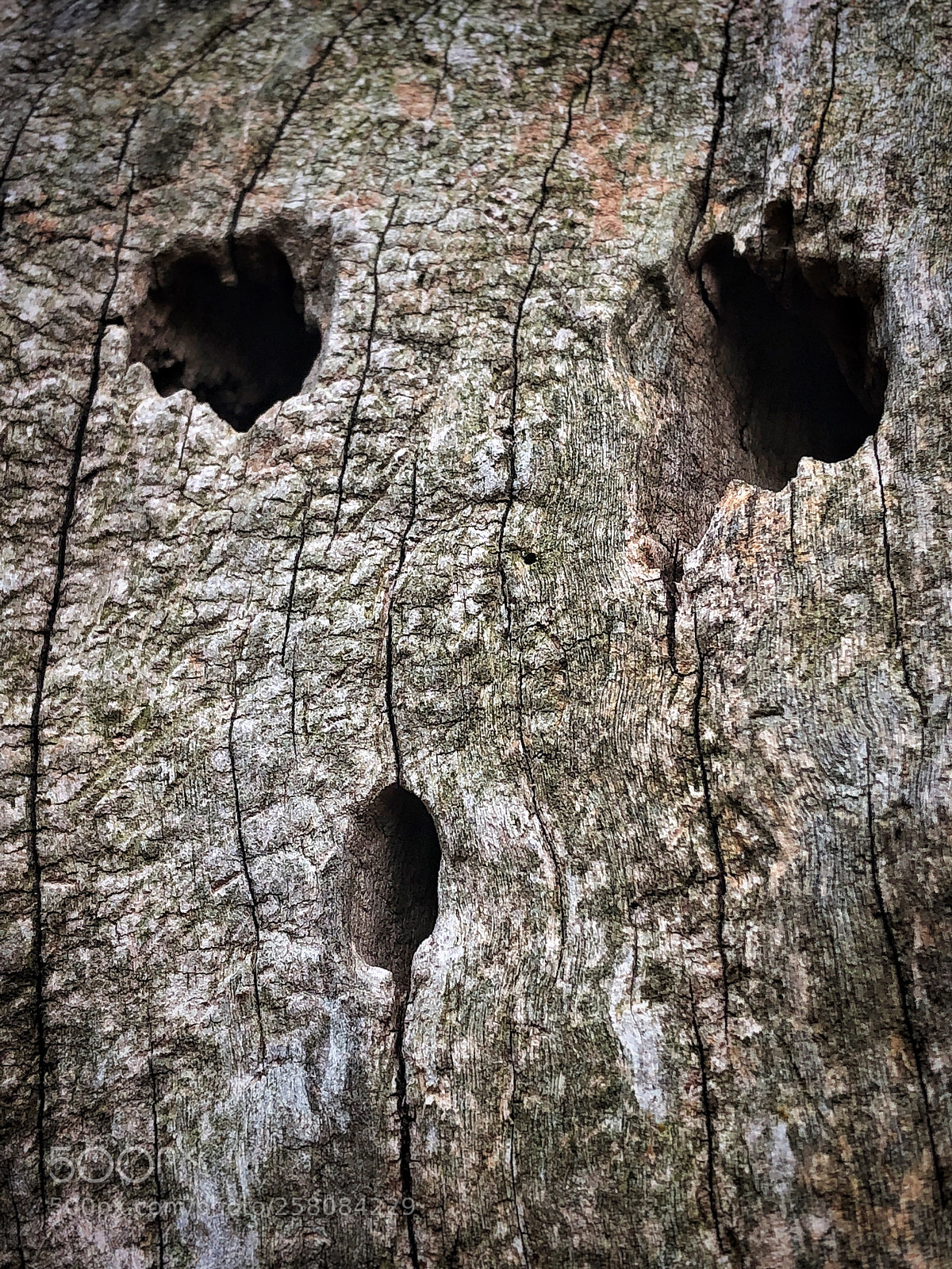 Apple iPhone 8 Plus sample photo. Old maple photography