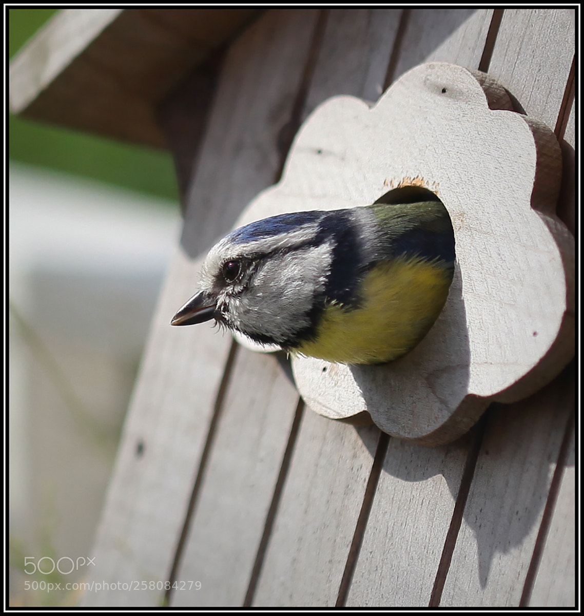 Canon EOS 5D Mark II sample photo. Chickadee...and children photography