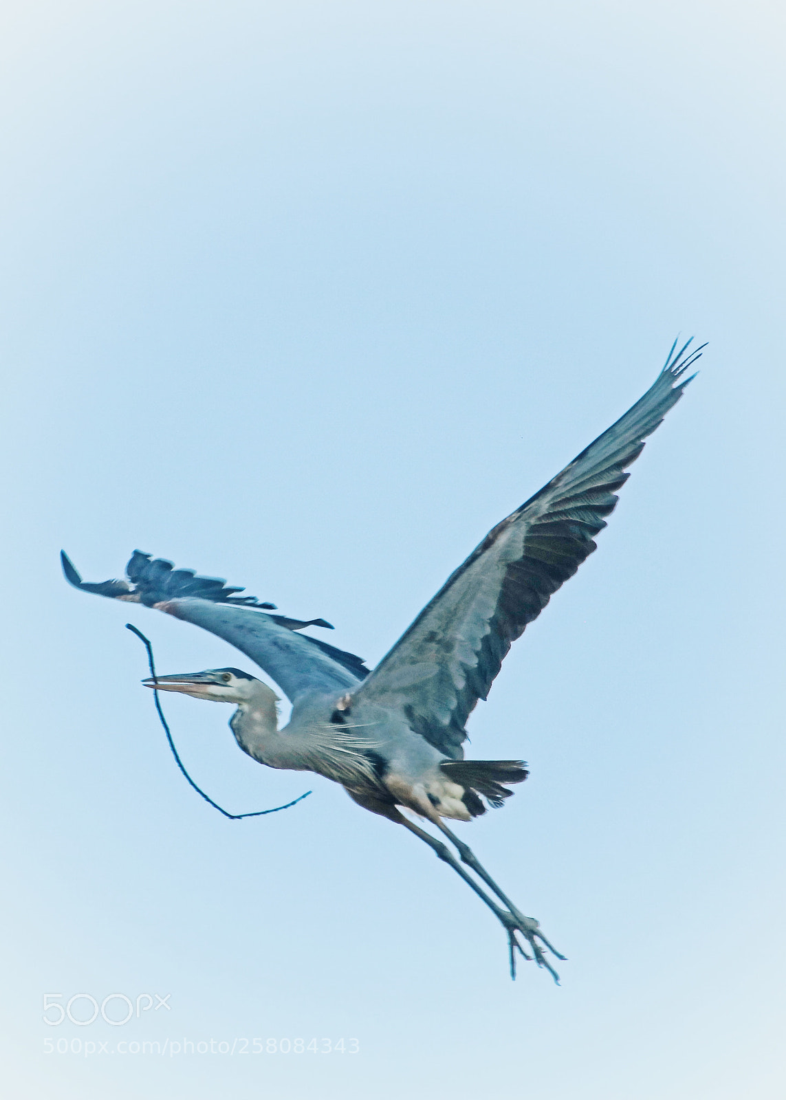 Canon EOS 750D (EOS Rebel T6i / EOS Kiss X8i) sample photo. Got the blues! photography