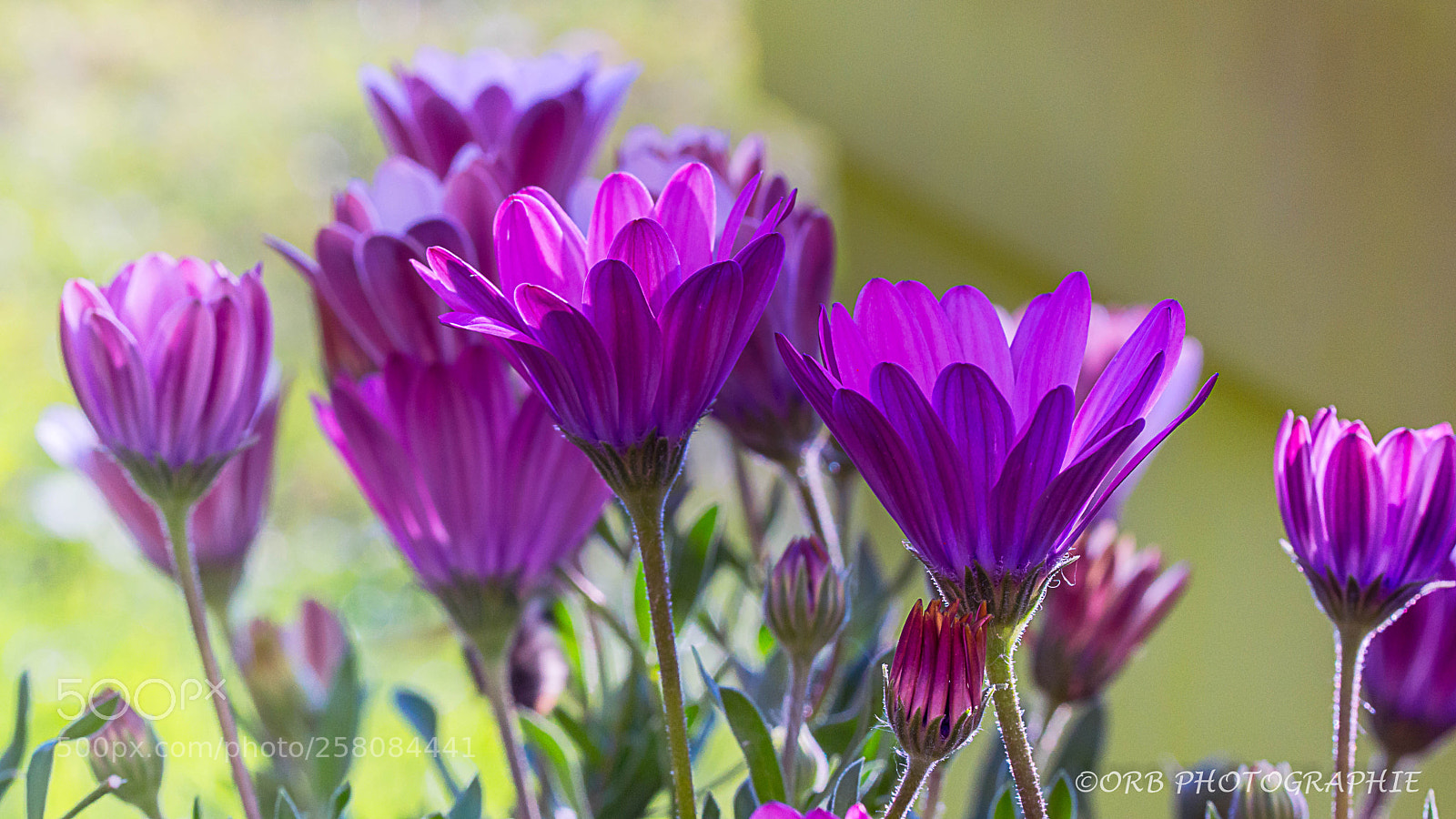 Sony SLT-A77 sample photo. Fleurs photography