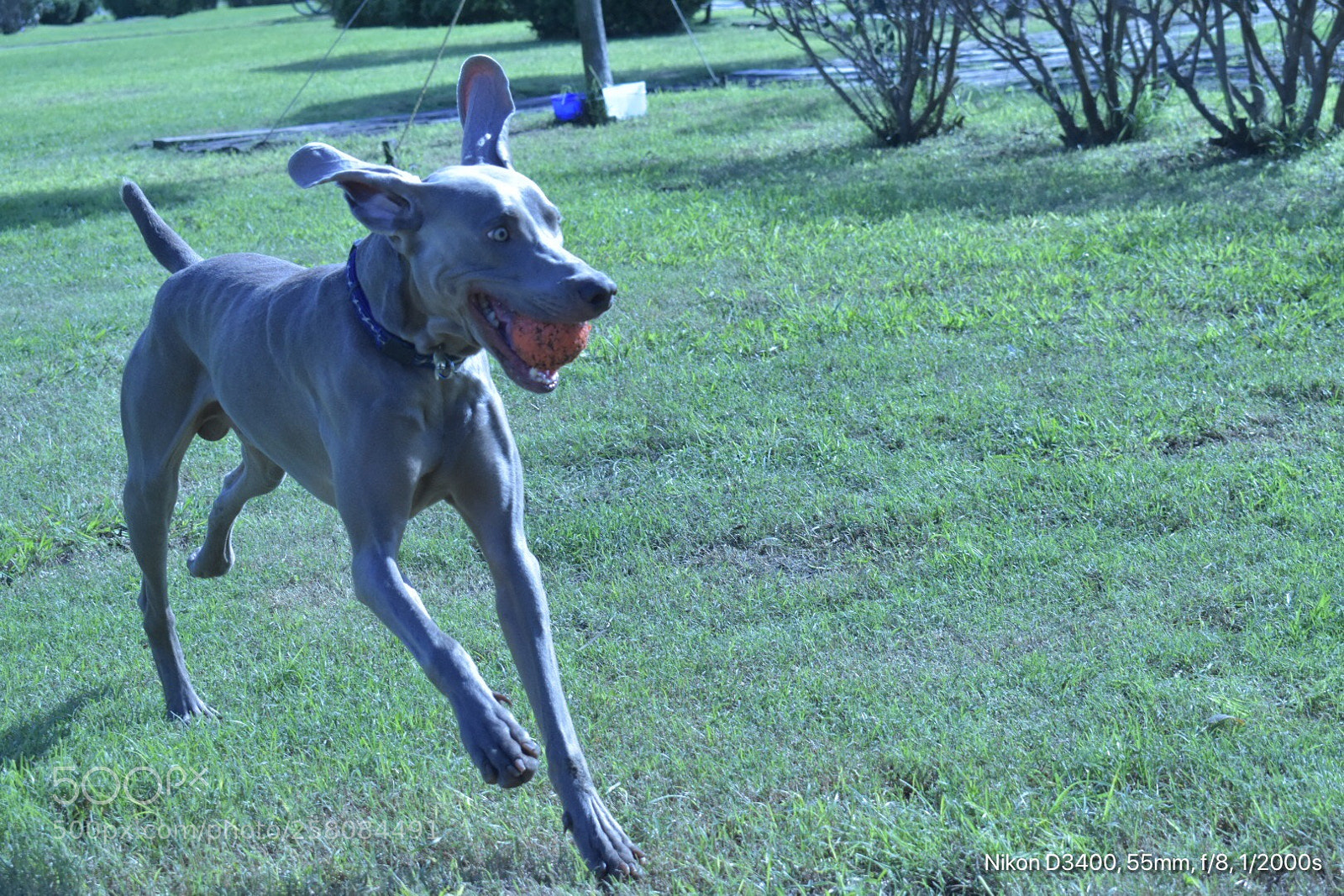 Nikon D3400 sample photo. Un gran perro photography