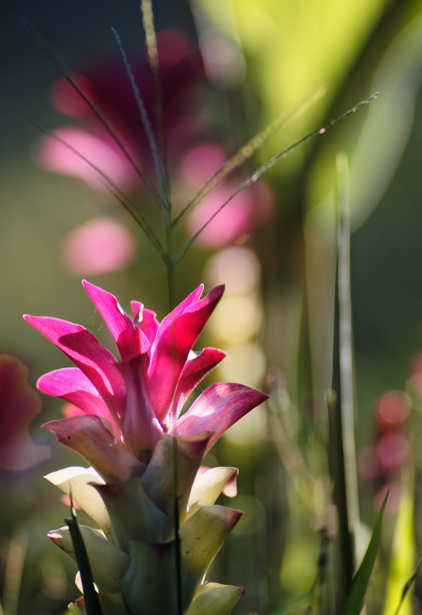 Manual Lens No CPU sample photo. Turmeric o curcuma photography