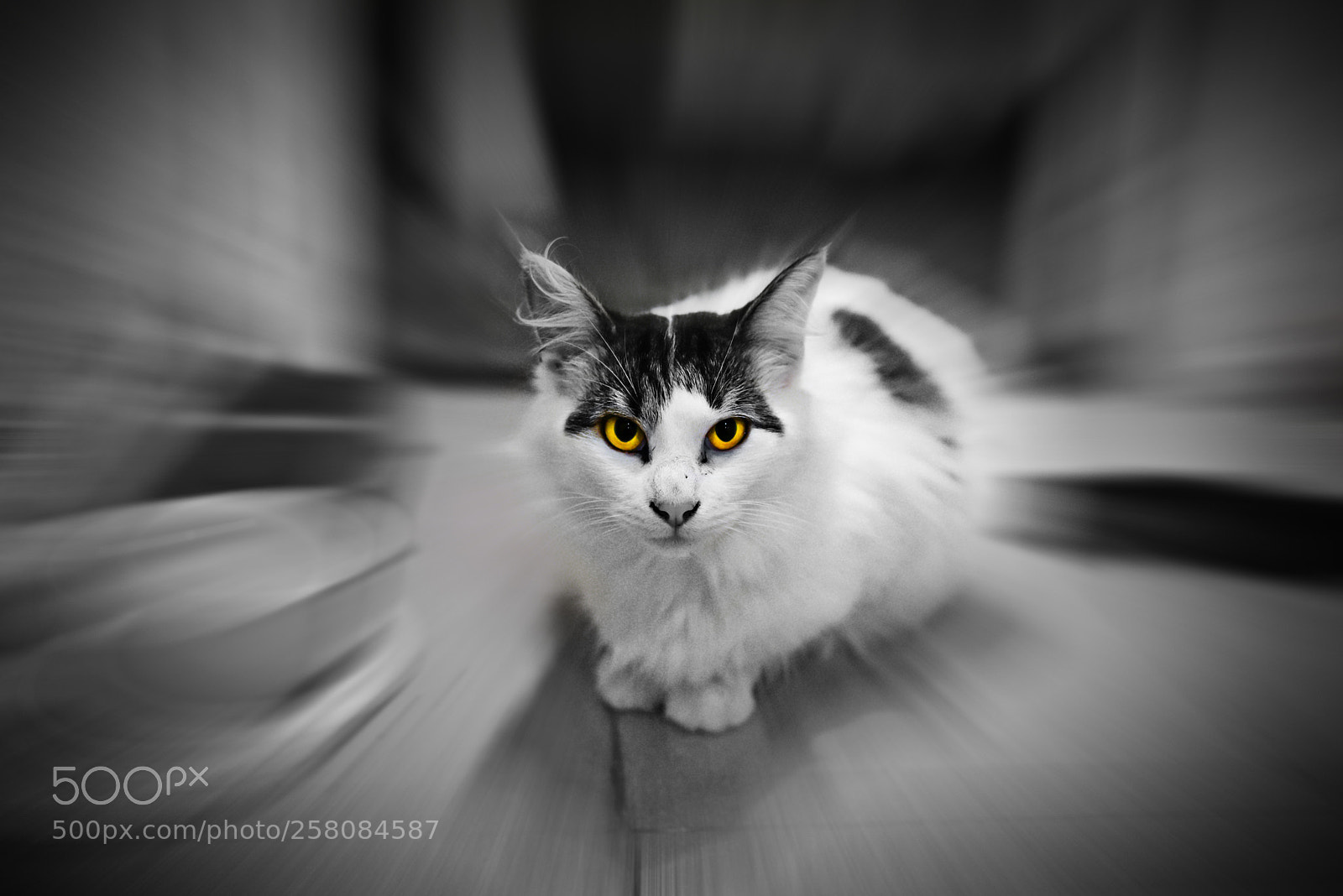 Nikon D750 sample photo. Cat photography