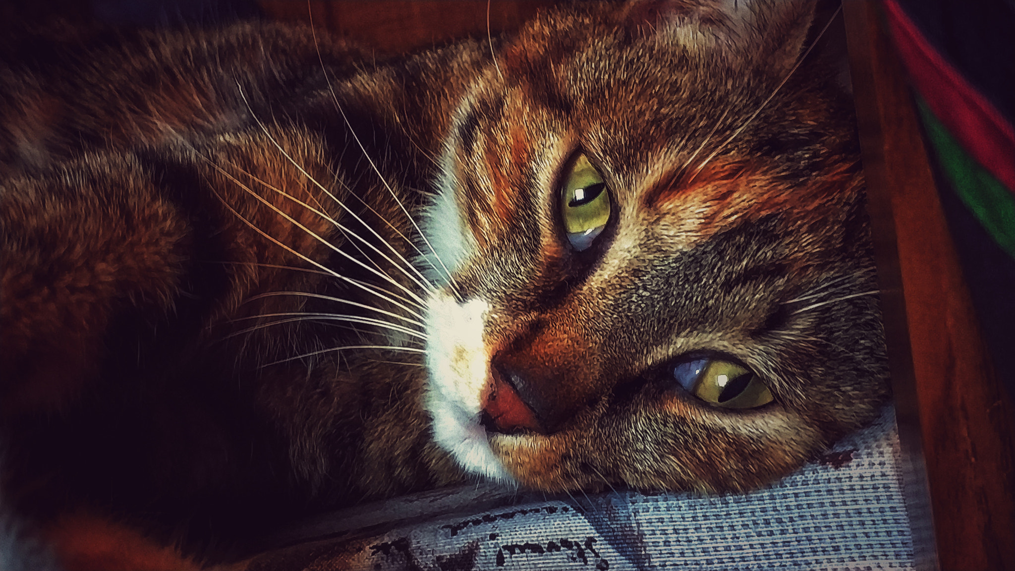 Xiaomi MI6 sample photo. Minou photography