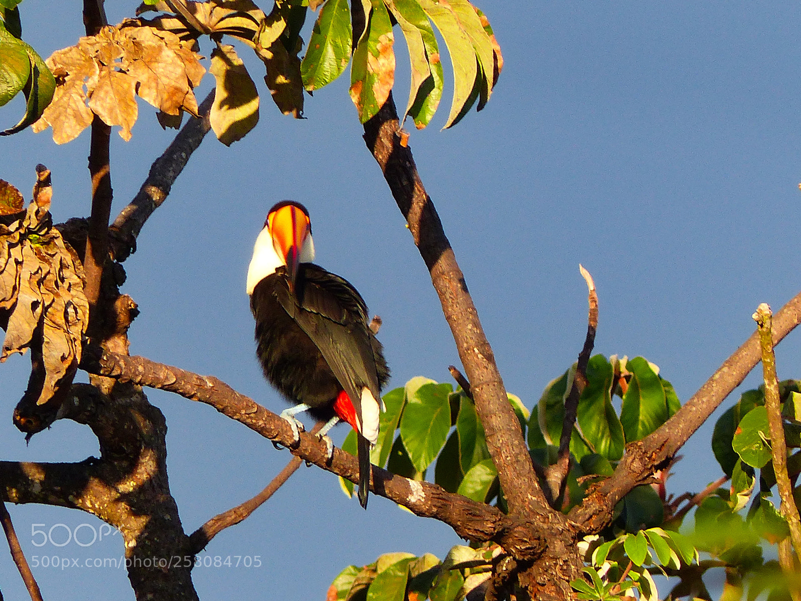 Panasonic Lumix DMC-FZ200 sample photo. Toucan - chapada dos photography