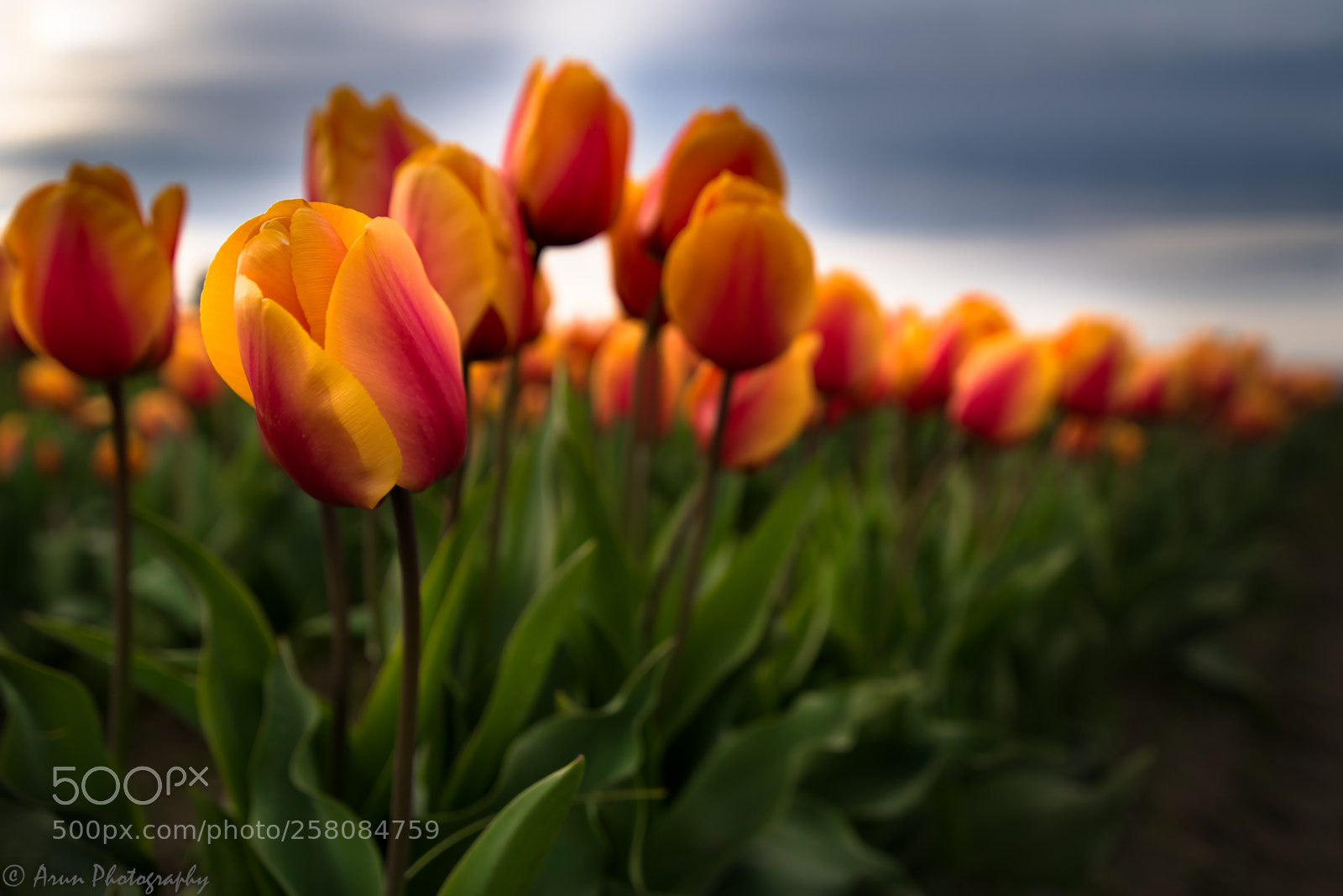 Nikon D750 sample photo. Tulip2018 photography