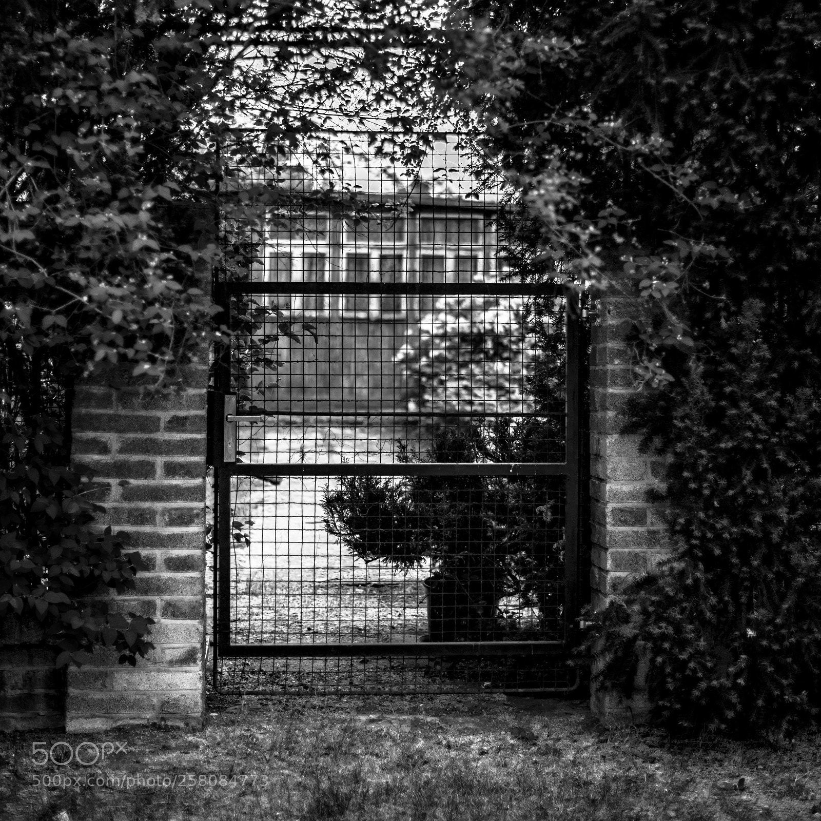 Canon EOS 6D Mark II sample photo. In to the garden photography