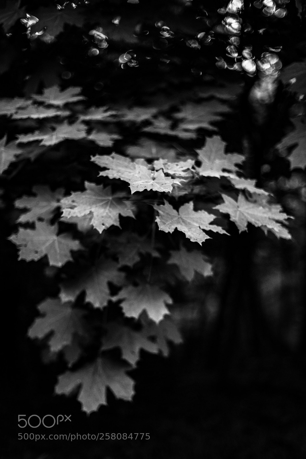 Canon EOS 6D Mark II sample photo. Leaf it to me photography