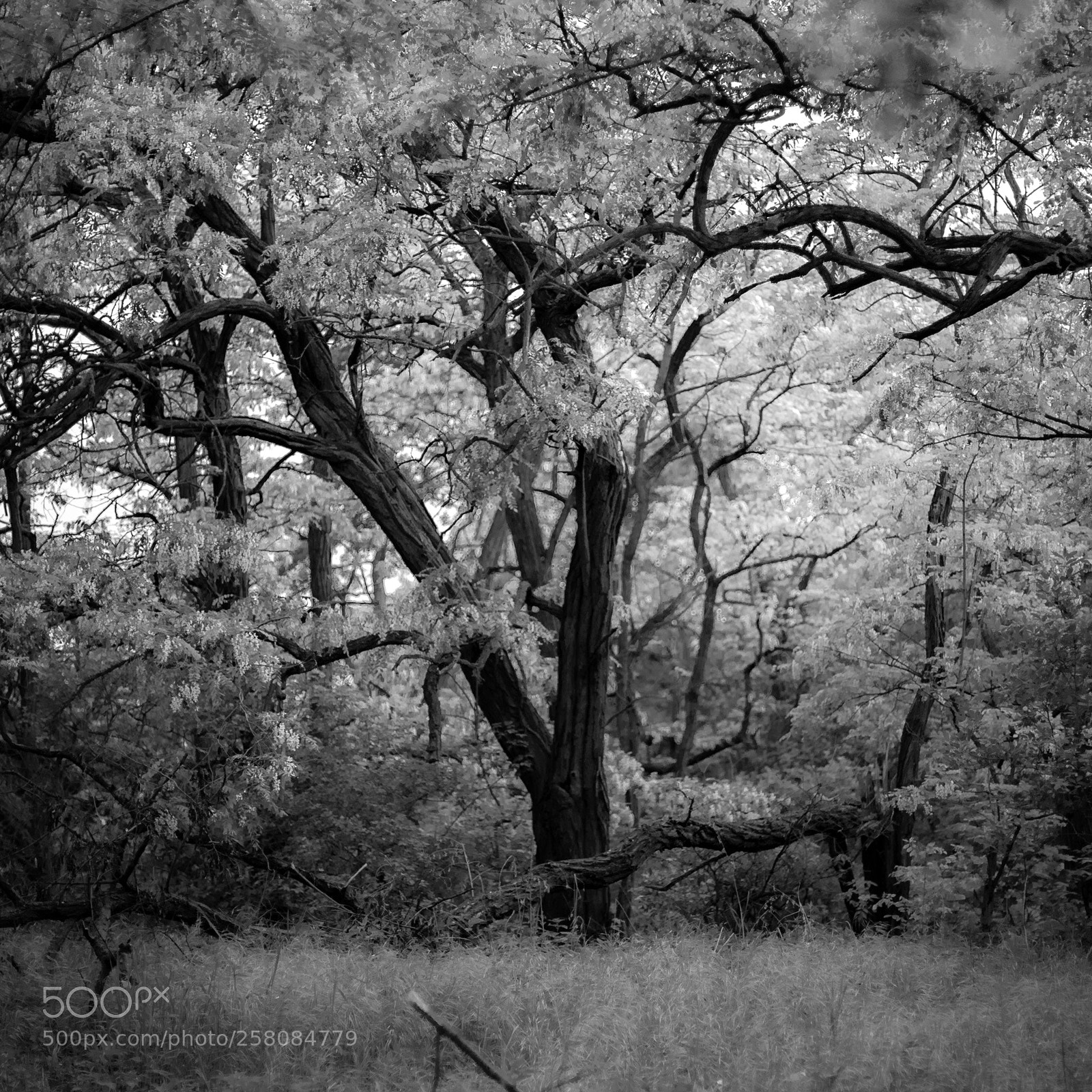 Canon EOS 6D Mark II sample photo. Black locust photography