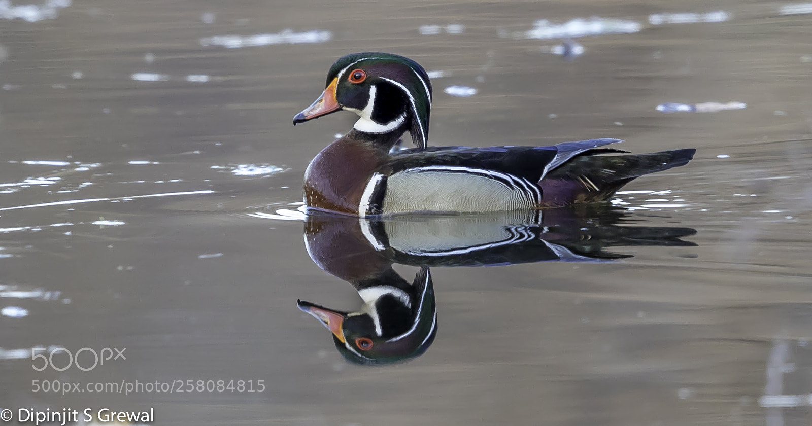 Canon EOS 5D Mark IV sample photo. Wood duck photography