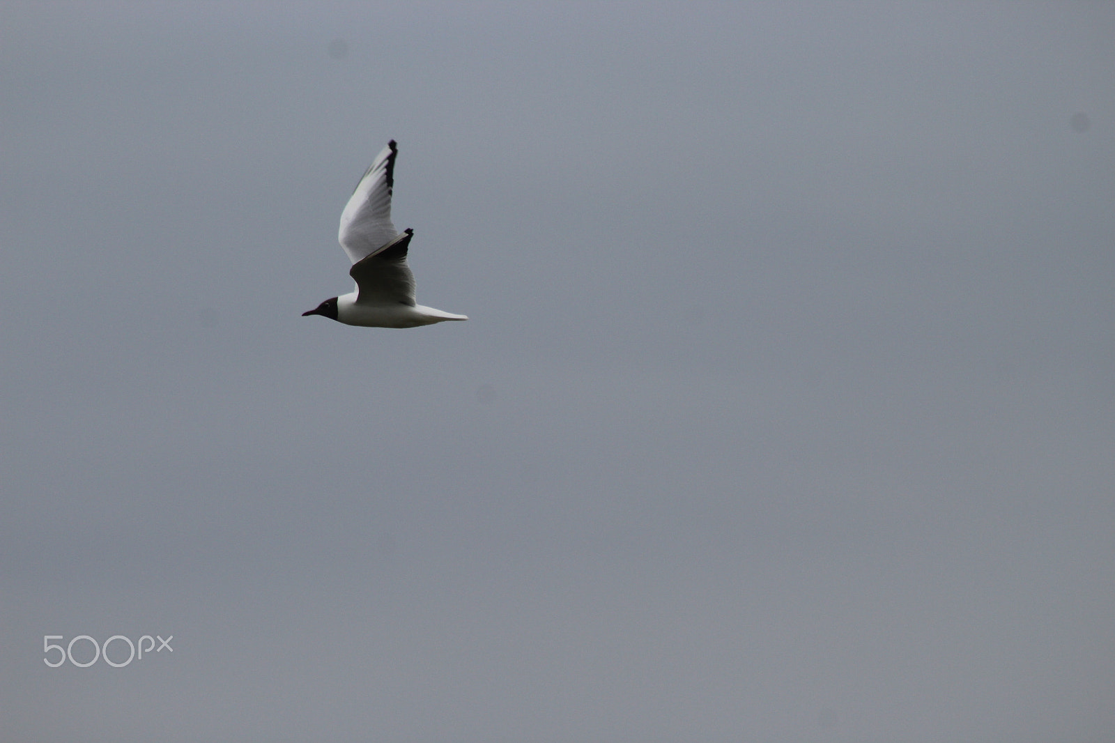 Canon EF 75-300mm f/4-5.6 sample photo. Oiseau photography
