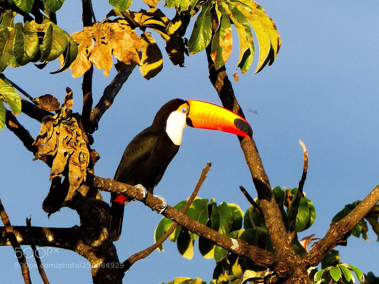 Panasonic Lumix DMC-FZ200 sample photo. Toucan - chapada dos photography