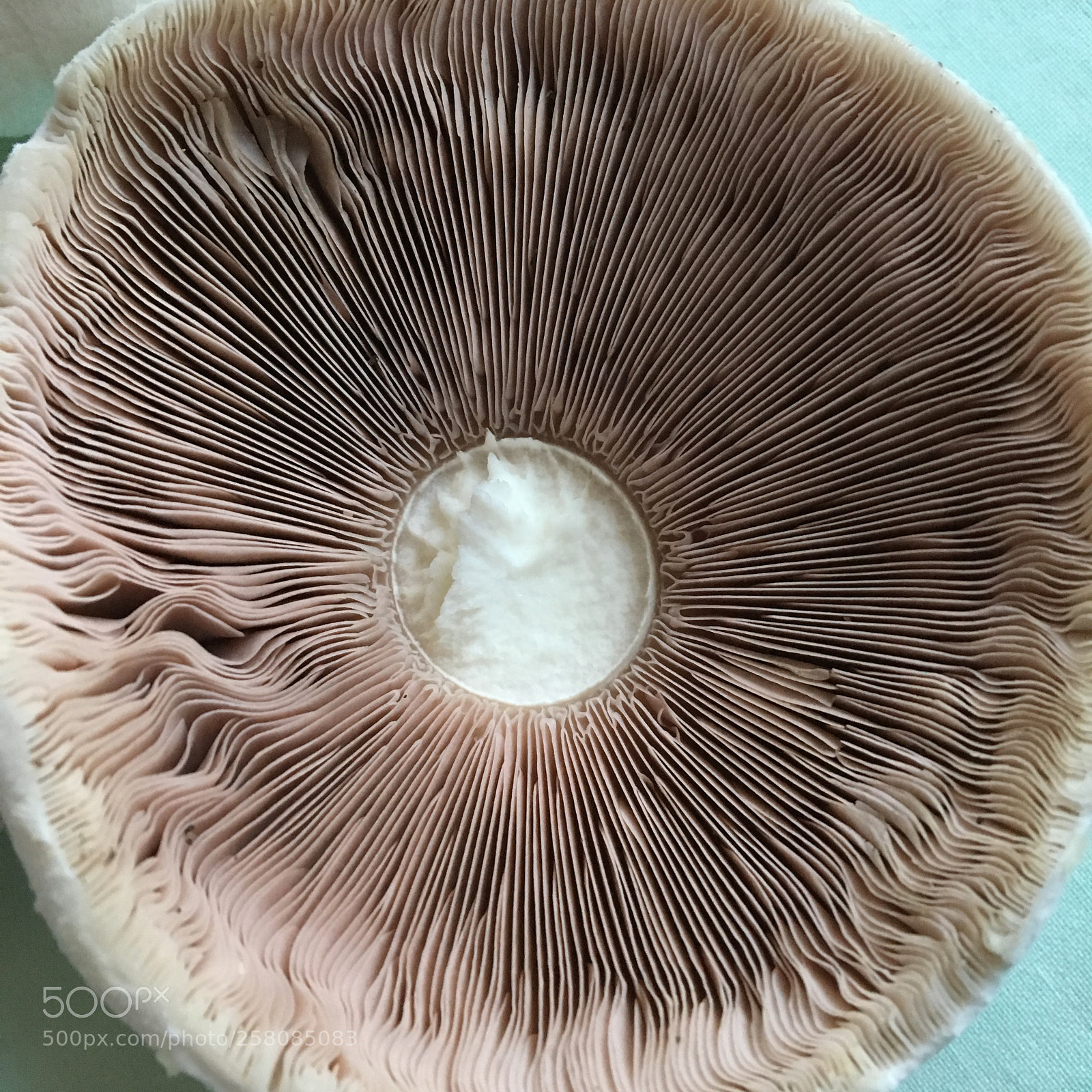 Apple iPhone 6s sample photo. Mushroom - close up photography