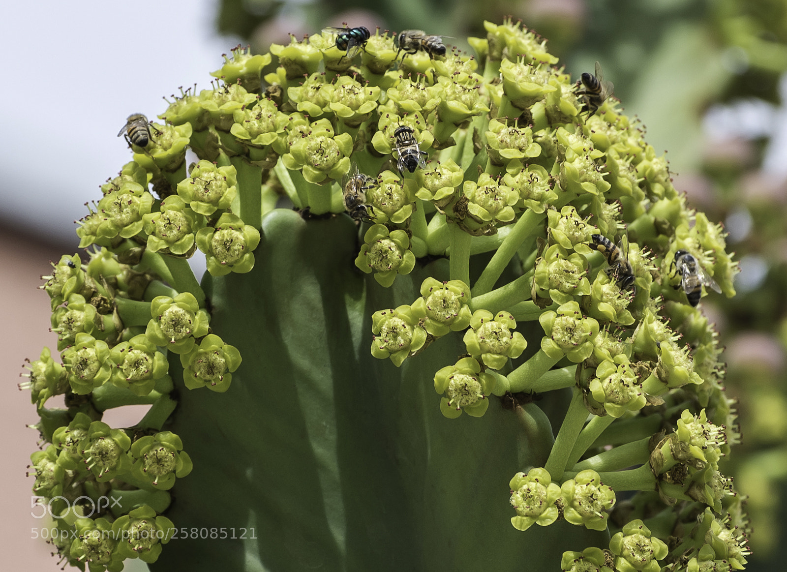 Nikon D750 sample photo. Pollination photography