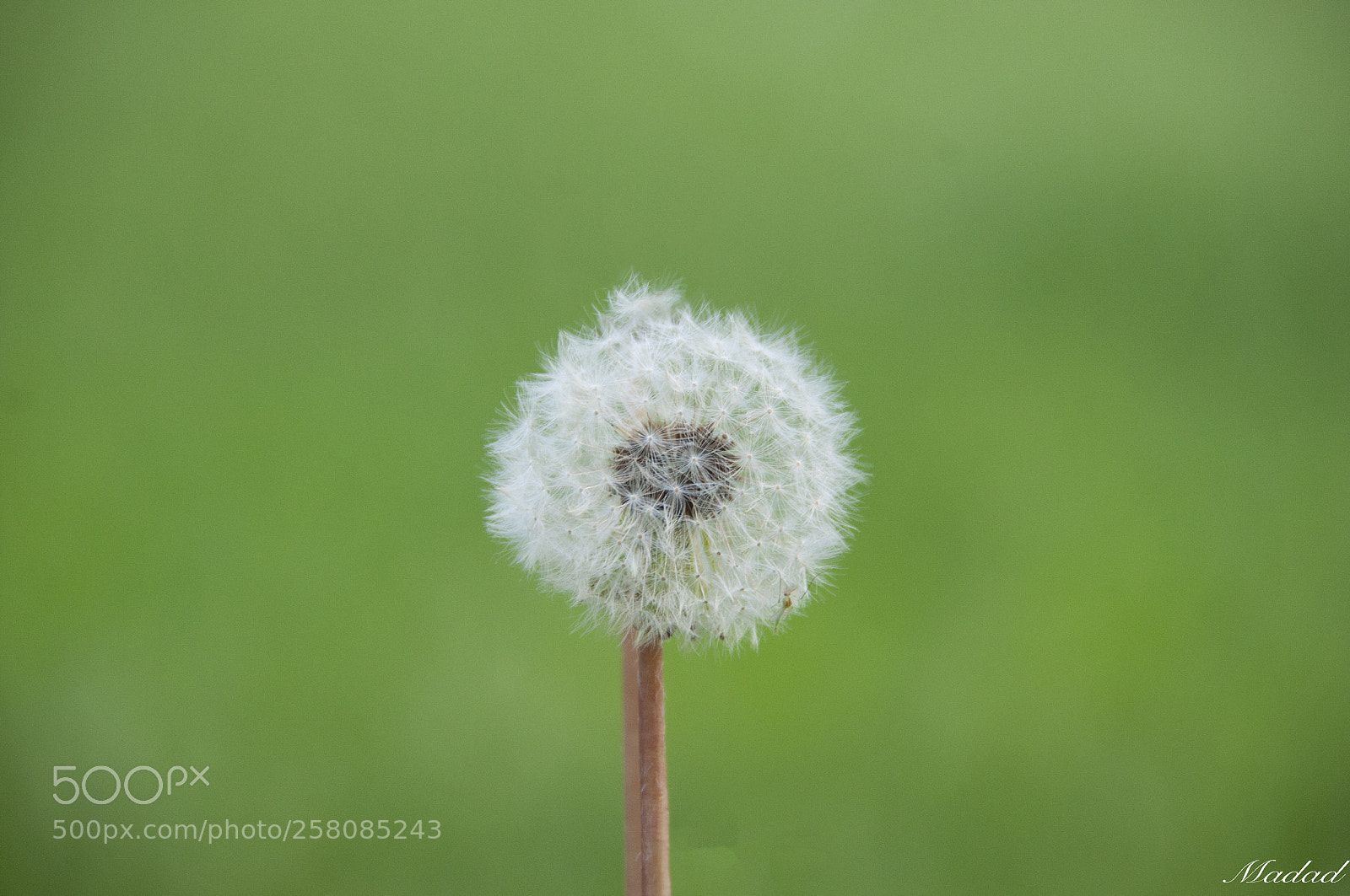 Nikon D90 sample photo. Untitled photography