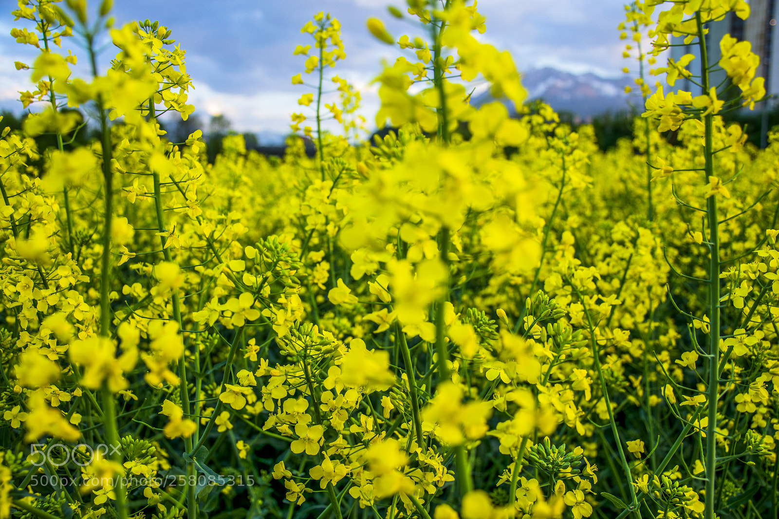 Nikon D5600 sample photo. Kopie photography