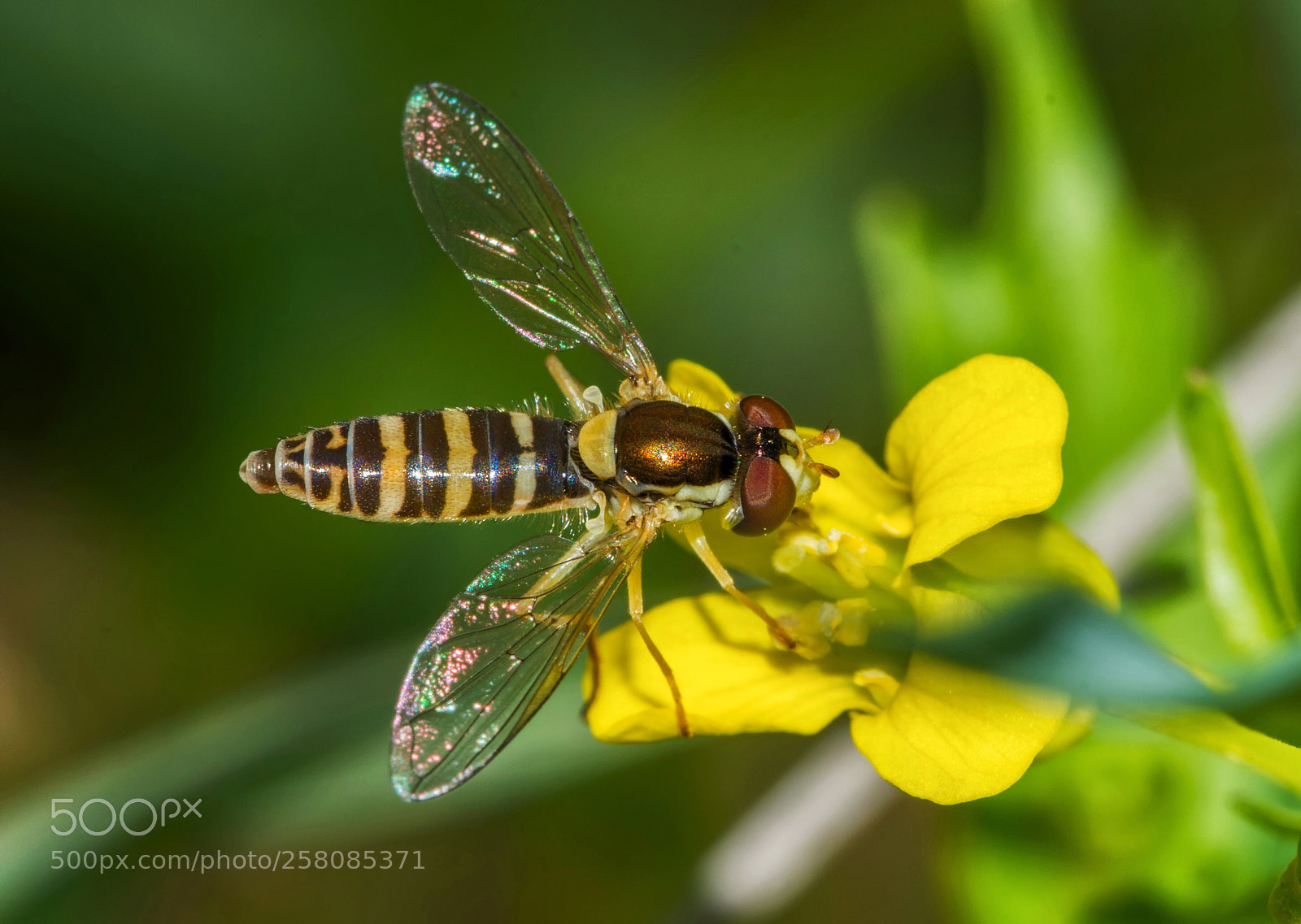 Nikon D7200 sample photo. Hover fly on rocket photography
