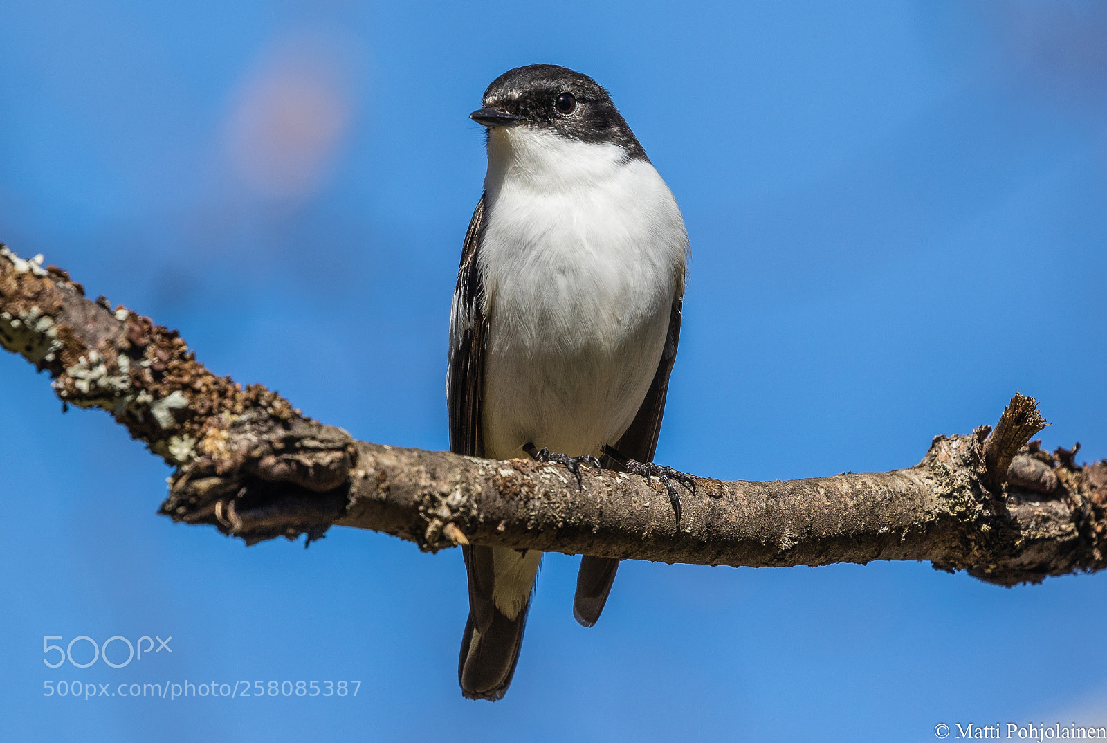 Canon EOS 7D Mark II sample photo. European pied flycatcher photography