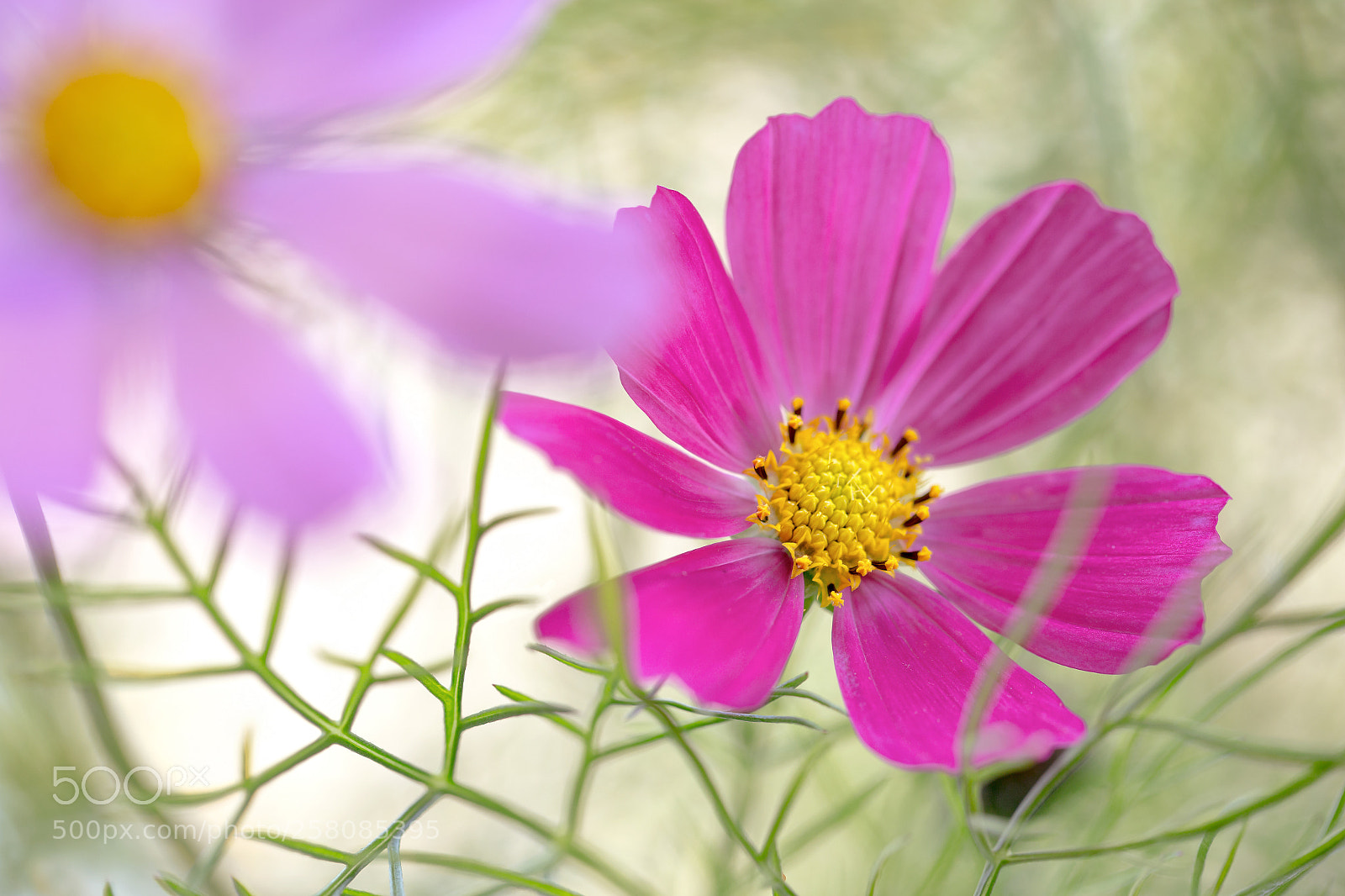 Canon EOS 6D sample photo. Cosmos photography
