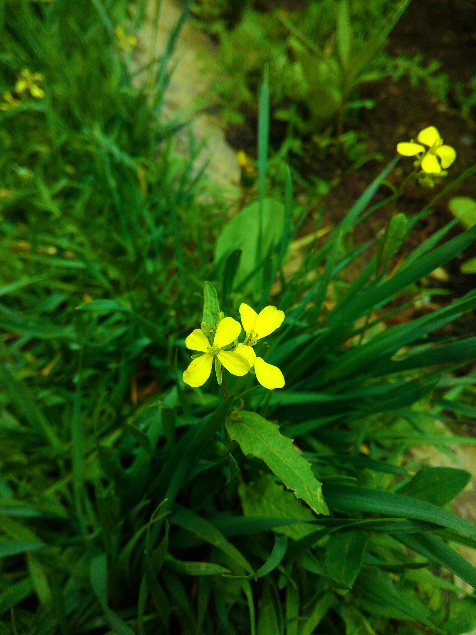 ASUS Z002 sample photo. Lovely yellow) photography