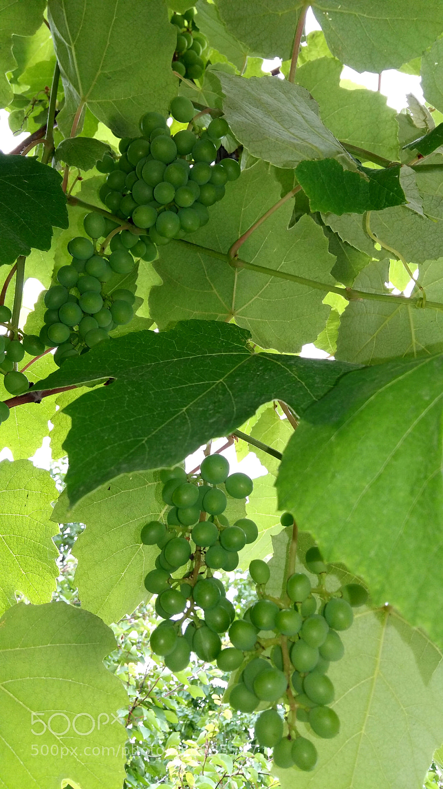 Samsung Galaxy A5 sample photo. Grape.... photography