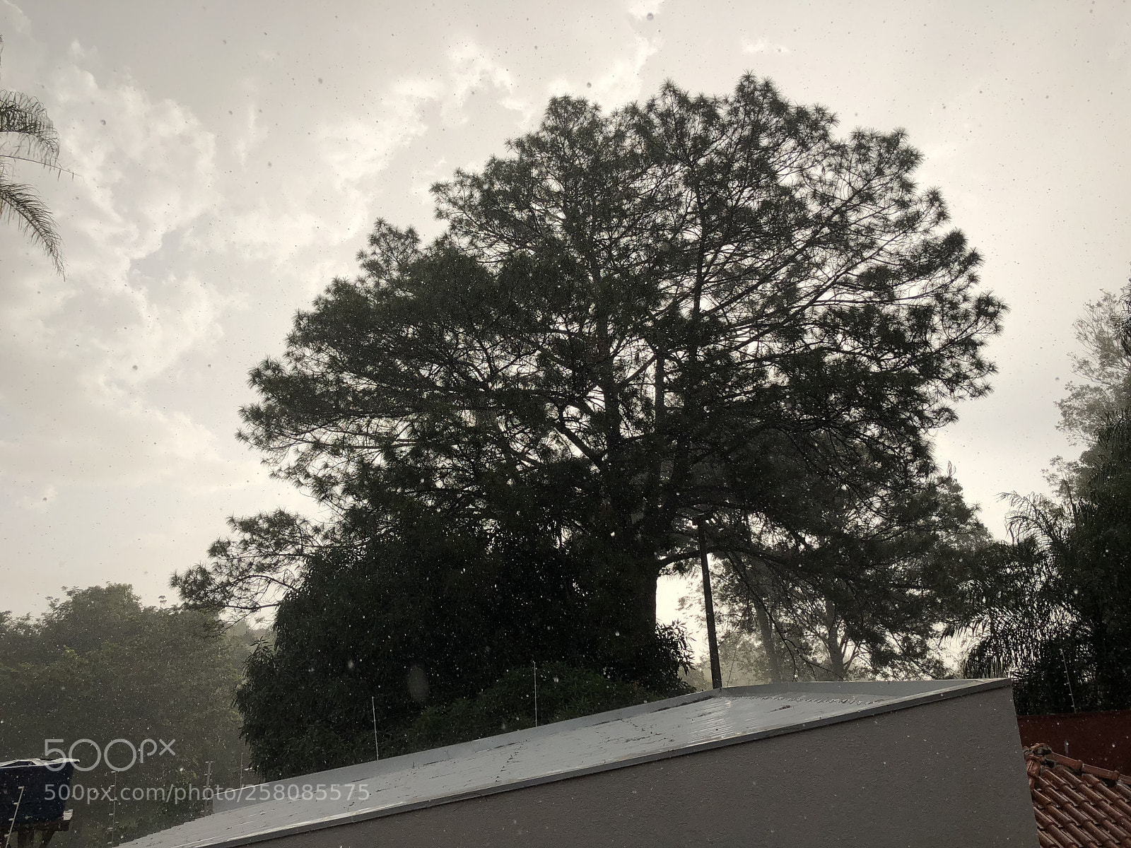 Apple iPhone 8 Plus sample photo. Untitled photography