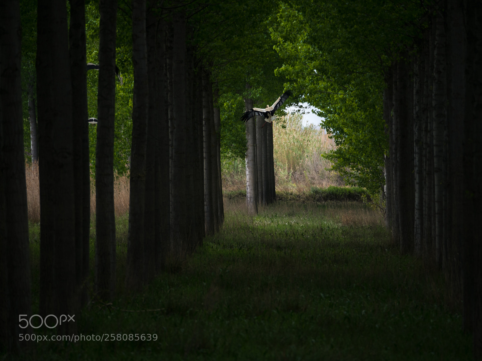 Olympus OM-D E-M5 II sample photo. Run away (la rioja) photography