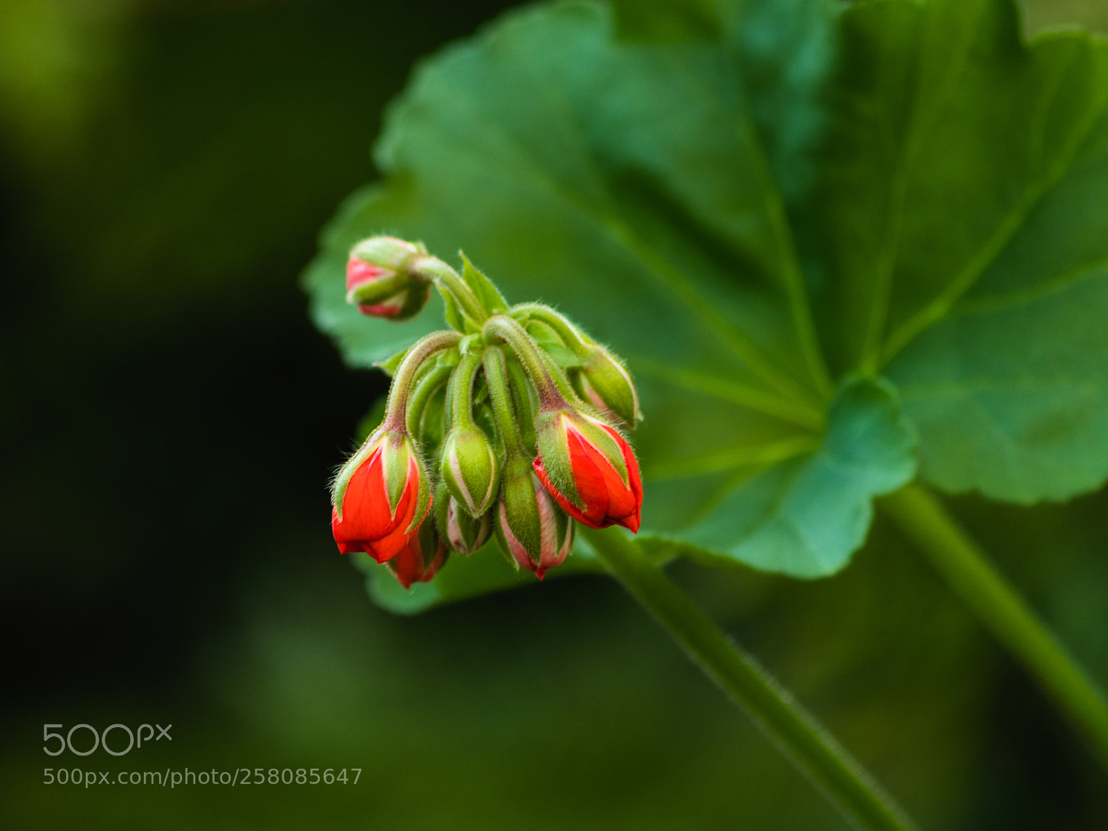 Canon EOS 800D (EOS Rebel T7i / EOS Kiss X9i) sample photo. Geranium buds photography