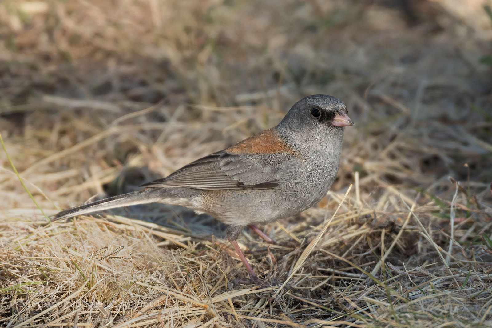 Nikon D810 sample photo. Red-backed junco at chisos photography
