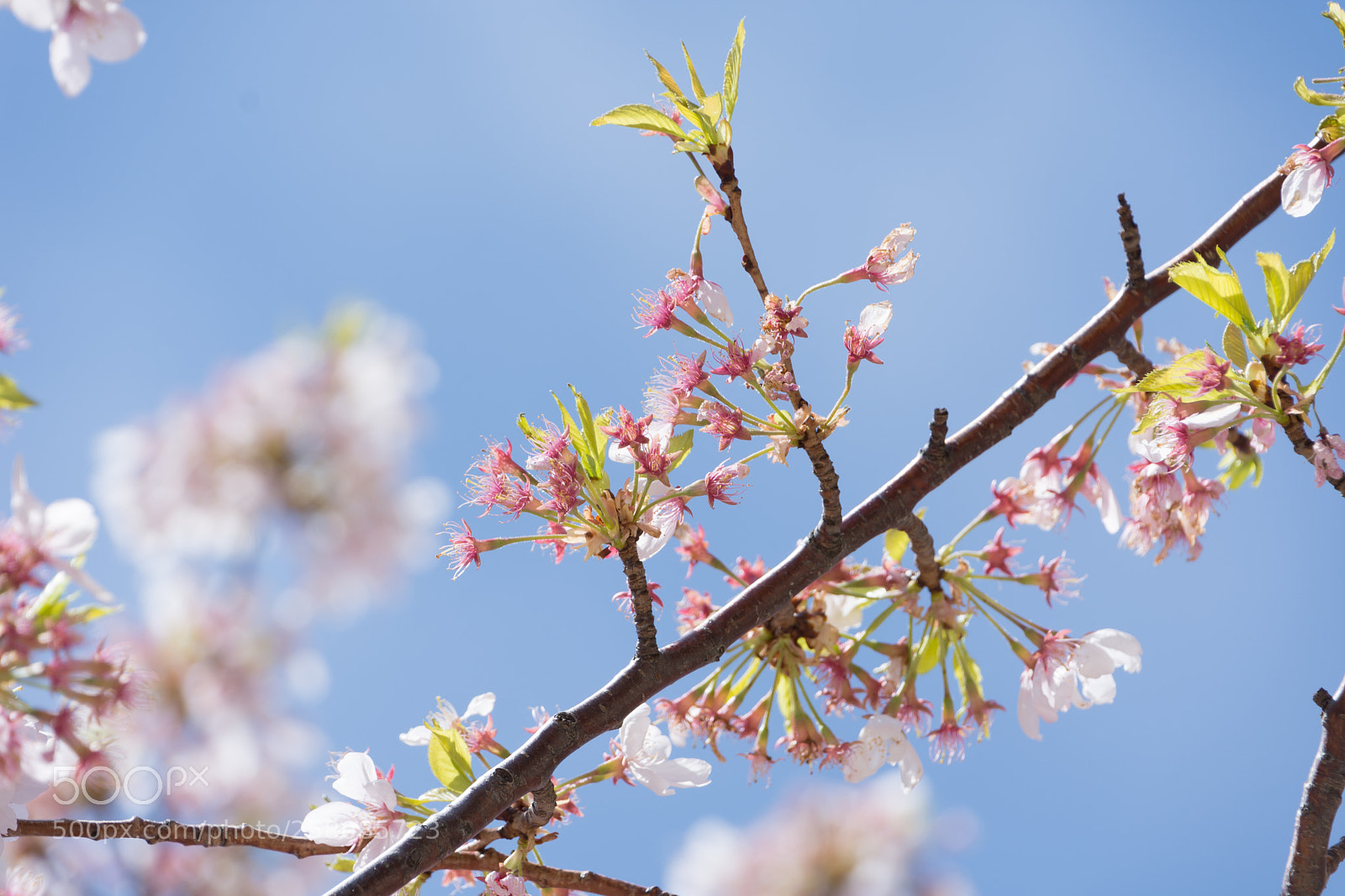 Nikon D7200 sample photo. Cherry blossoms 4 photography