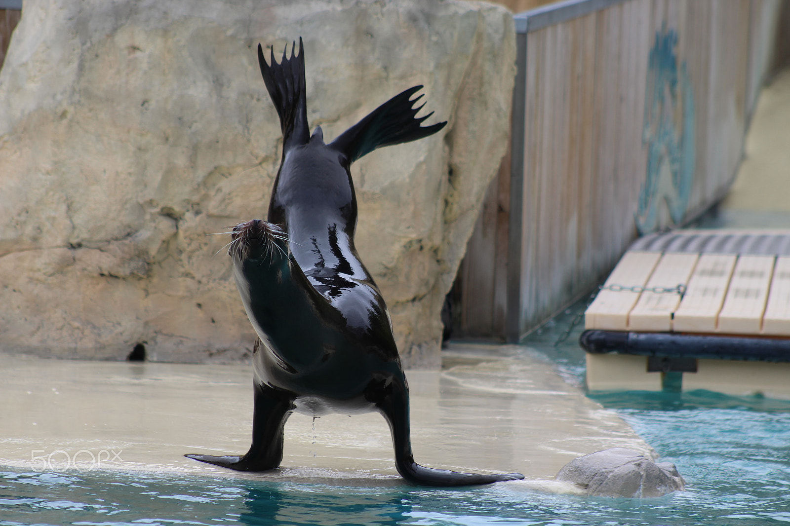 Canon EF 75-300mm f/4-5.6 sample photo. Otarie qui fait son show photography