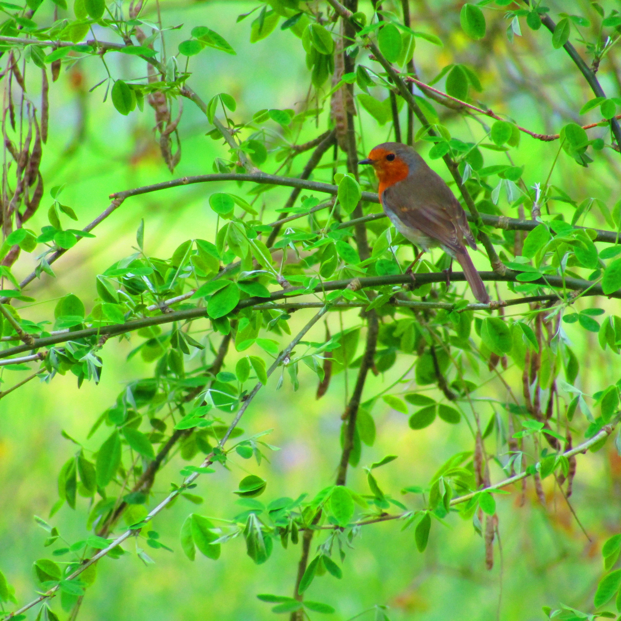 Canon POWERSHOT SX430 IS sample photo. Robin photography