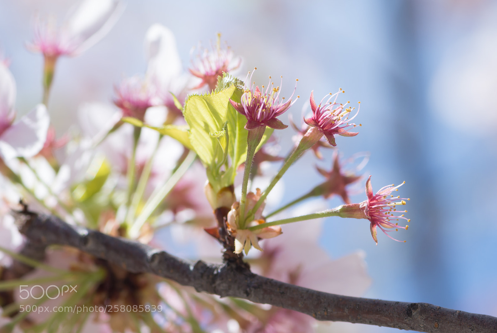 Nikon D7200 sample photo. Cherry blossoms 5 photography