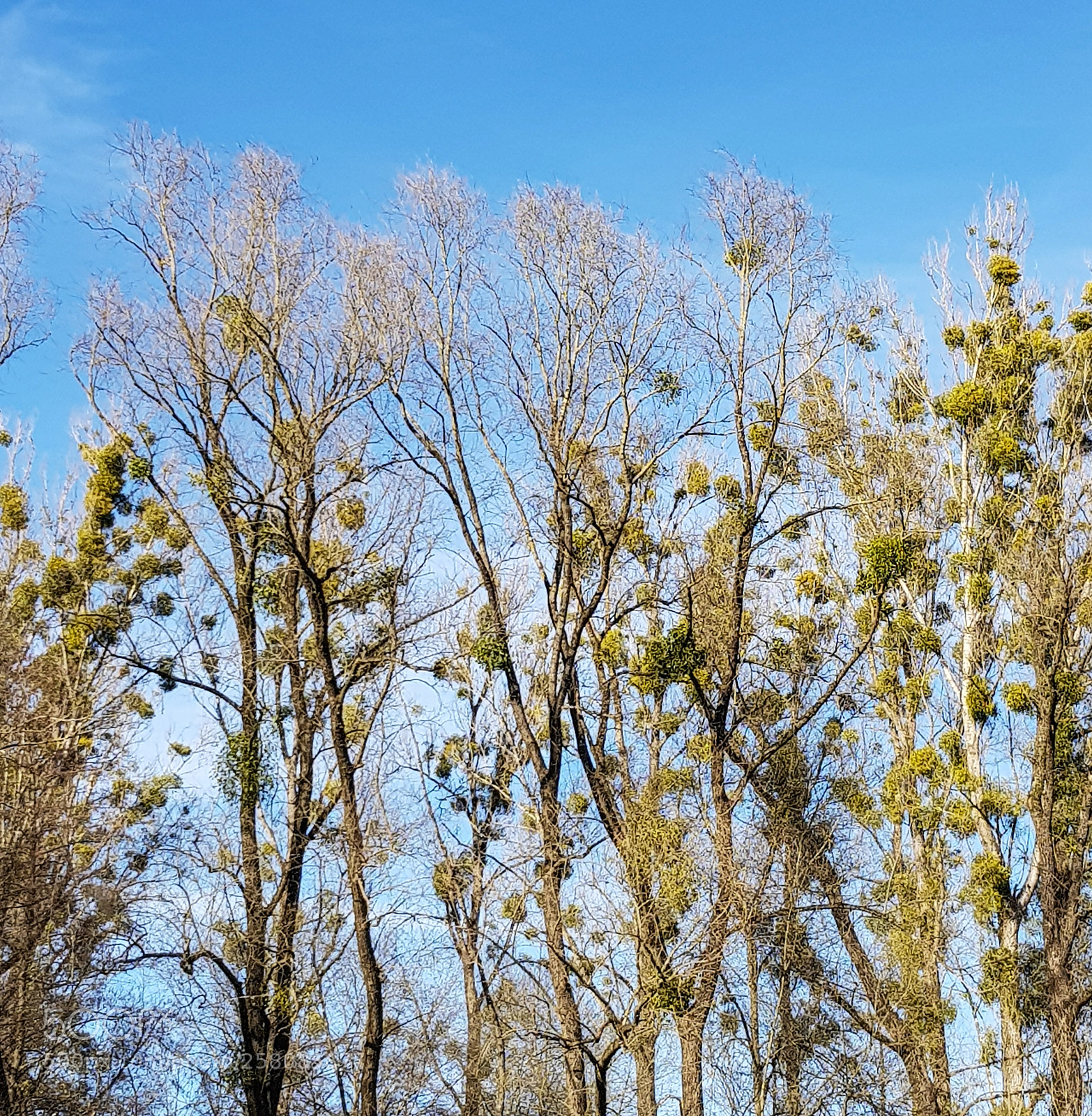 Samsung Galaxy S8 sample photo. Huge gorgeous trees photography
